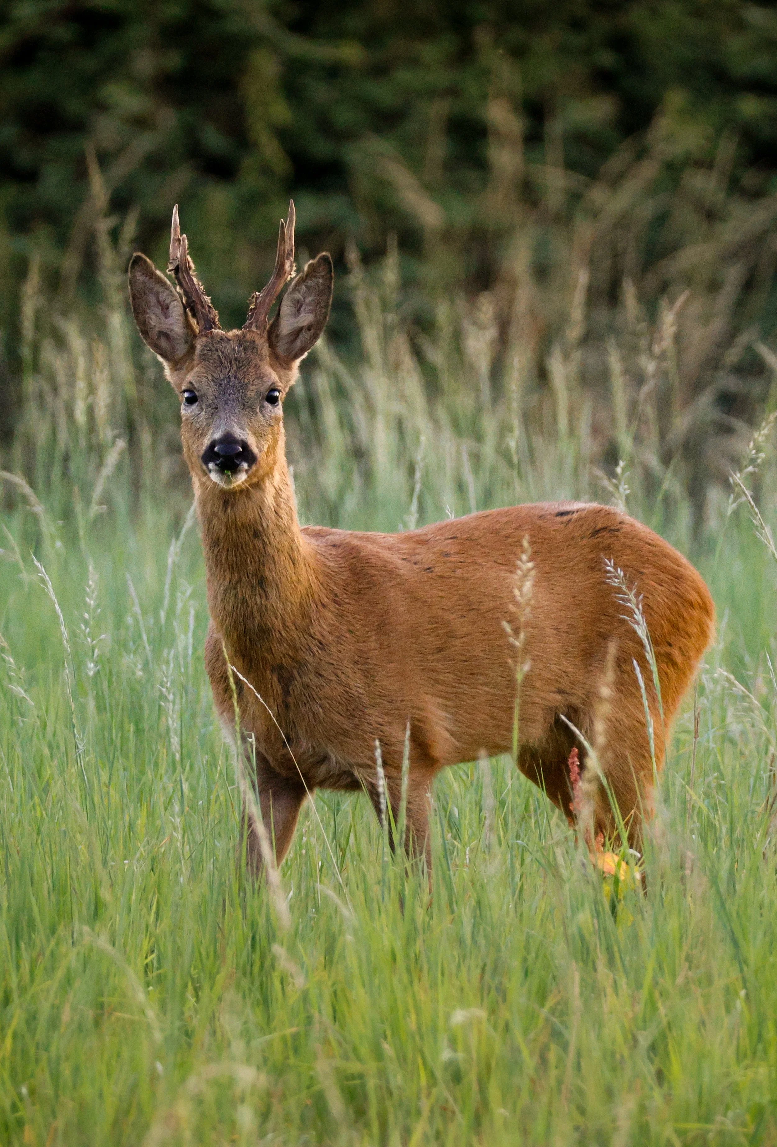 A young deer standing in a grassy field with a blurred forest background.