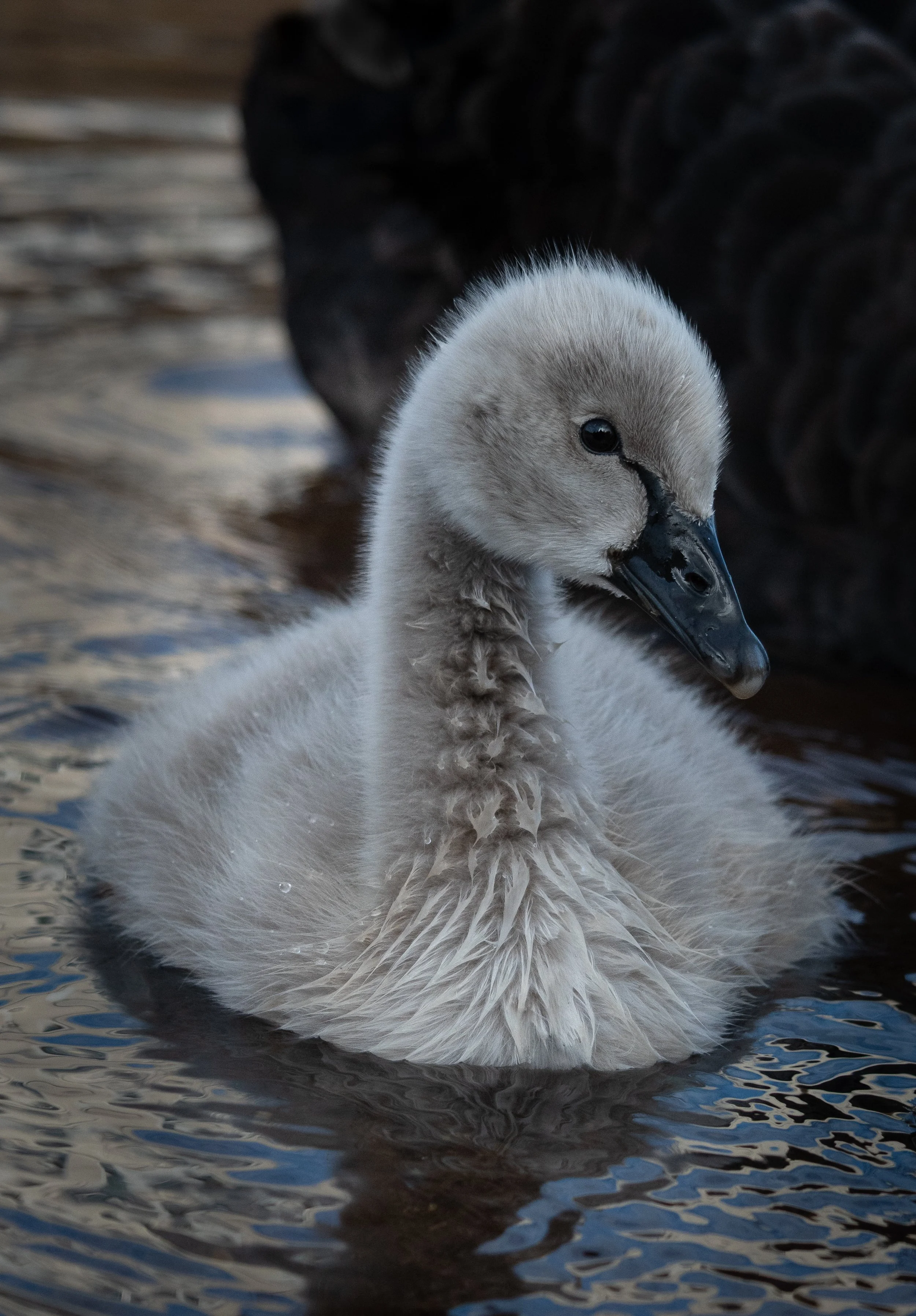 A young swan, or cygnet, with fluffy gray feathers, floating on water with a dark background.