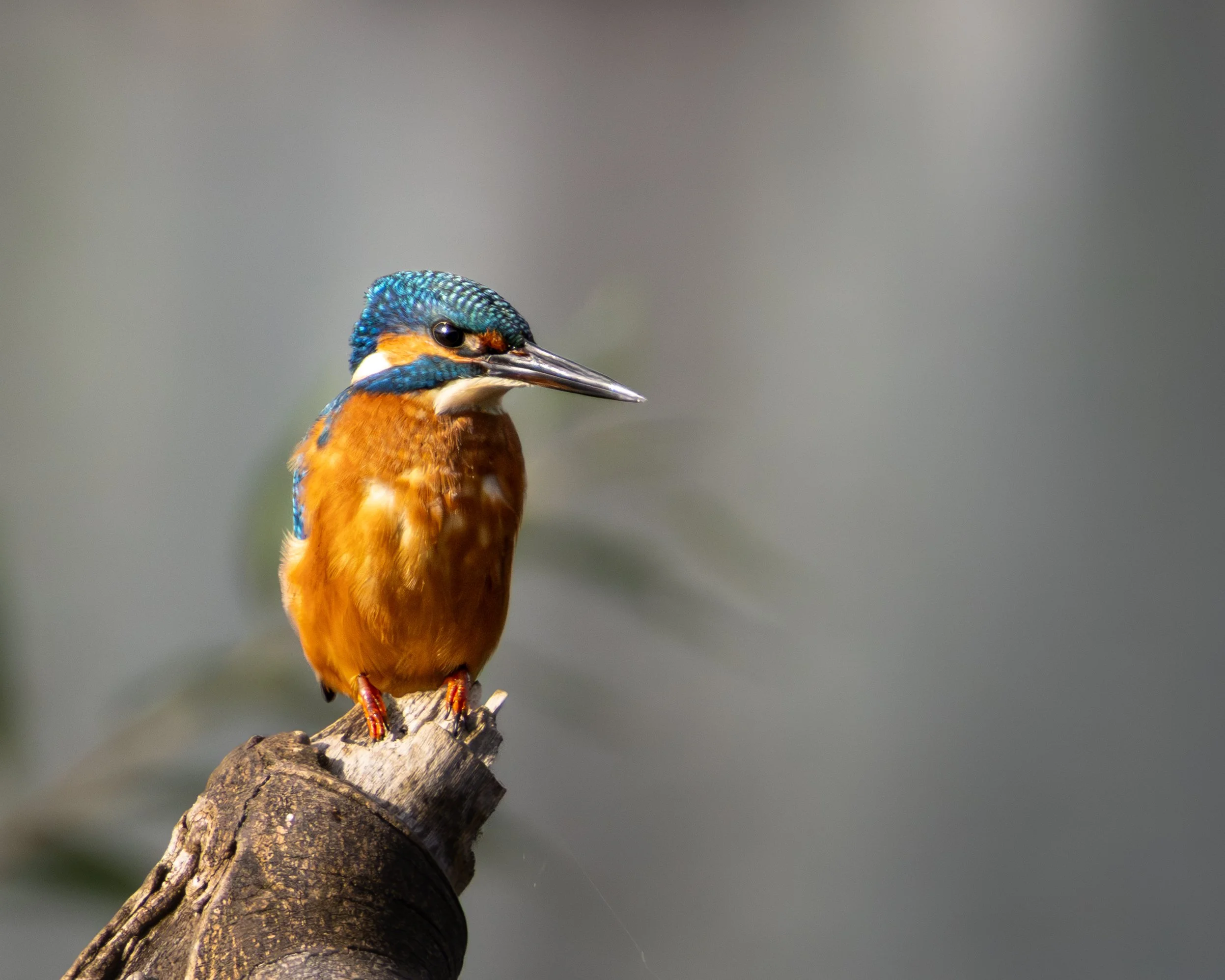 A colorful kingfisher bird with blue and orange feathers perched on a tree branch.