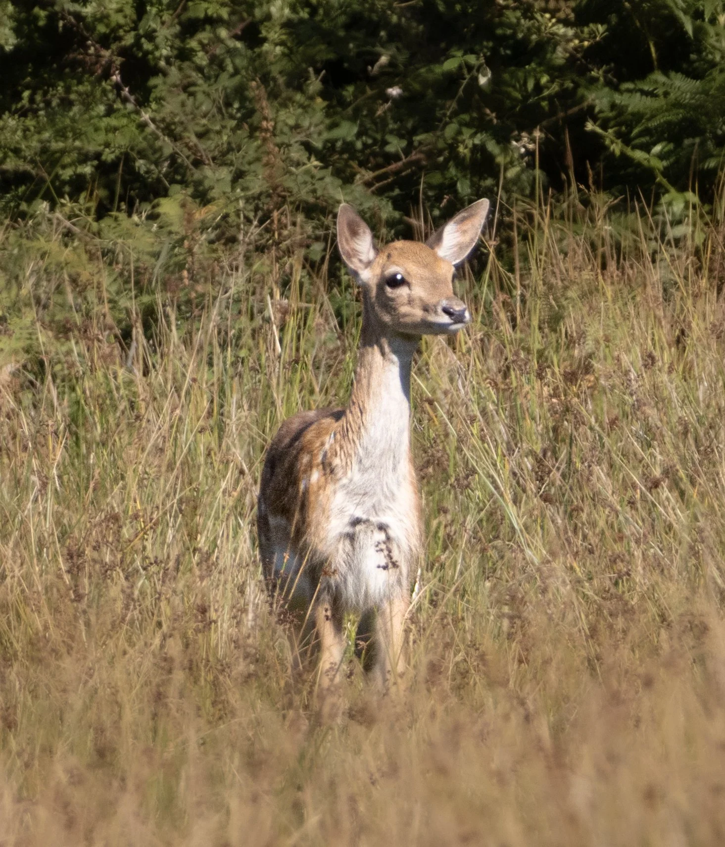 A young deer standing in a grassy field surrounded by tall grass and greenery.