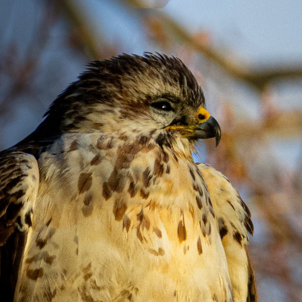 Close-up of a hawk with brown and cream feathers, yellow beak, and dark eyes, against a blurred background.