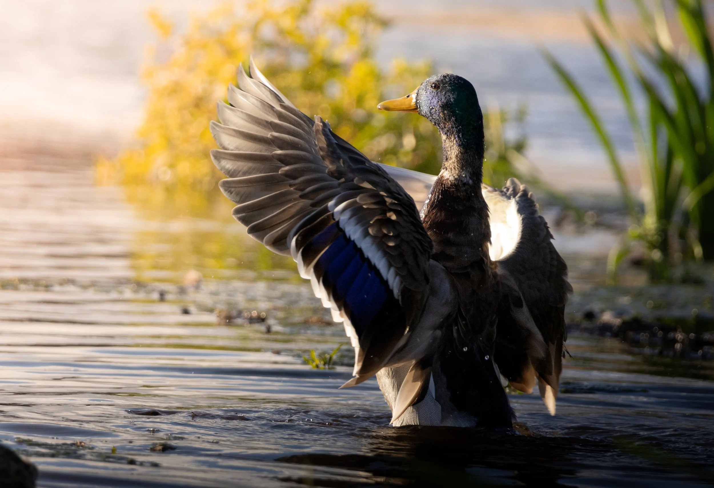A duck standing in a body of water with one wing extended, showing detailed feathers and a greenish-black head, surrounded by aquatic plants and reflected sunlight.