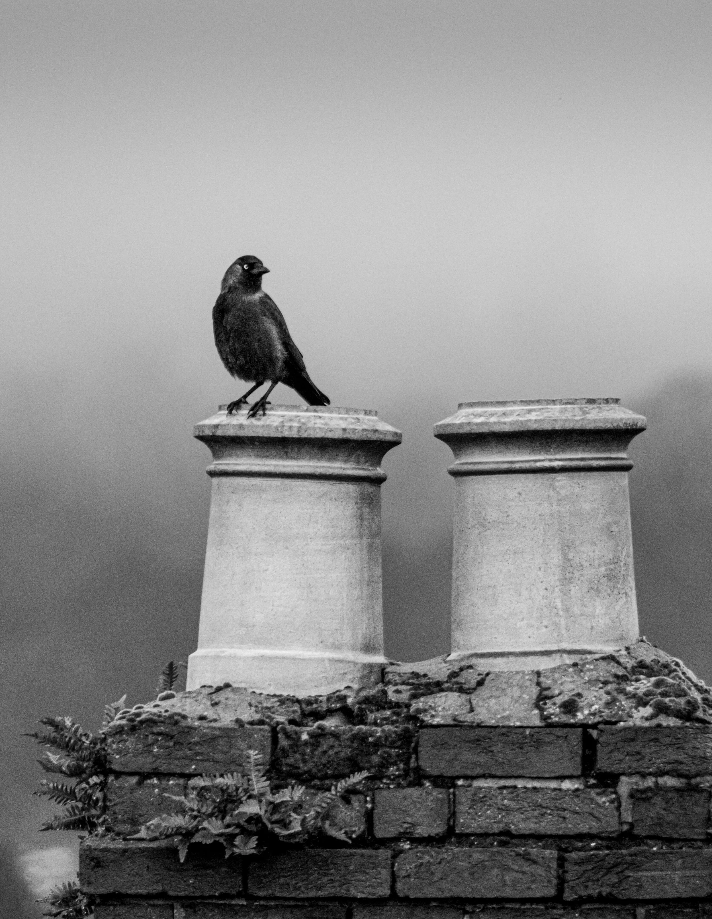 A black bird perched on a chimney on a brick wall, with another chimney nearby, in black and white.