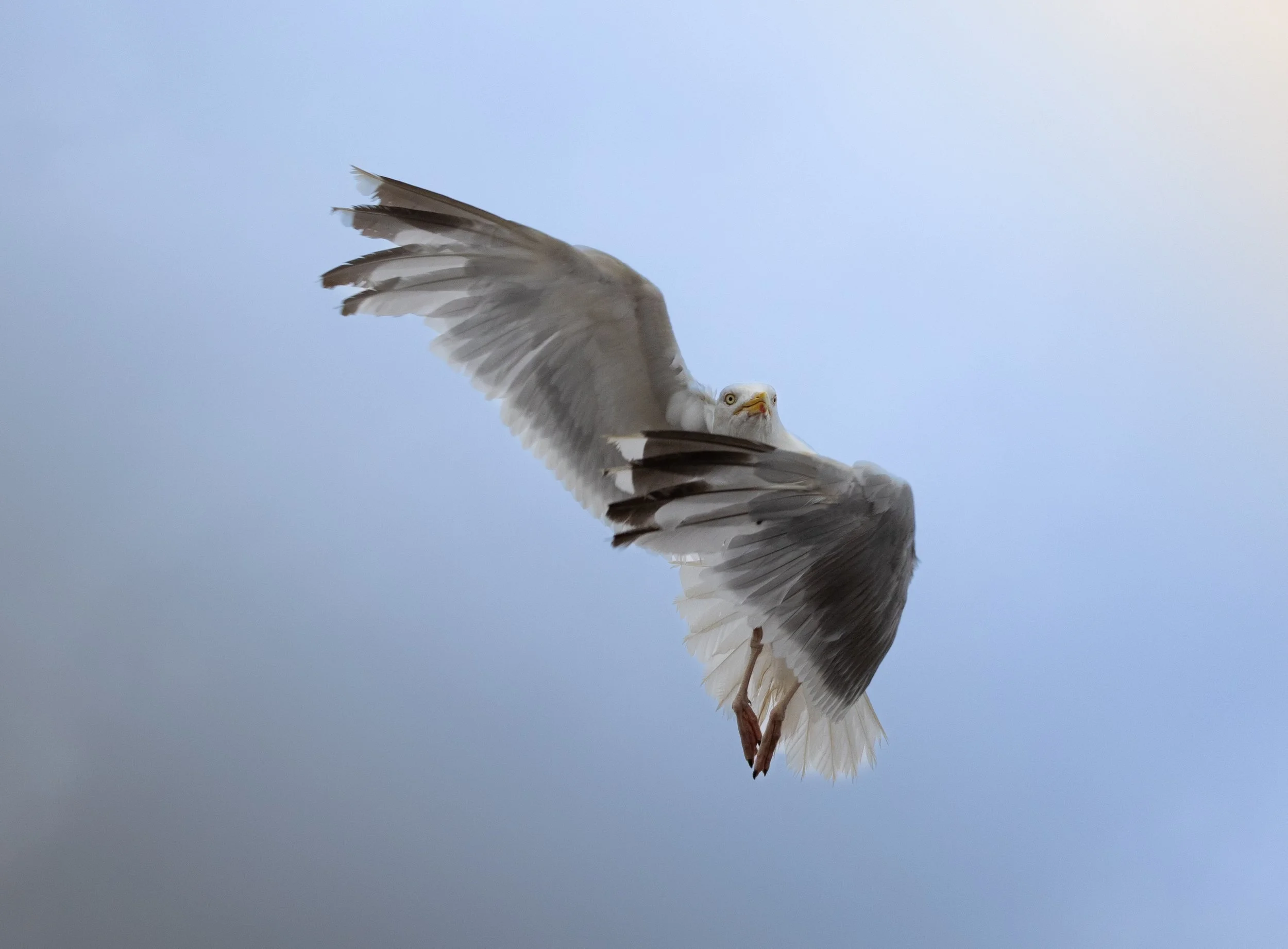 Seagull flying in the sky with its wings spread wide.