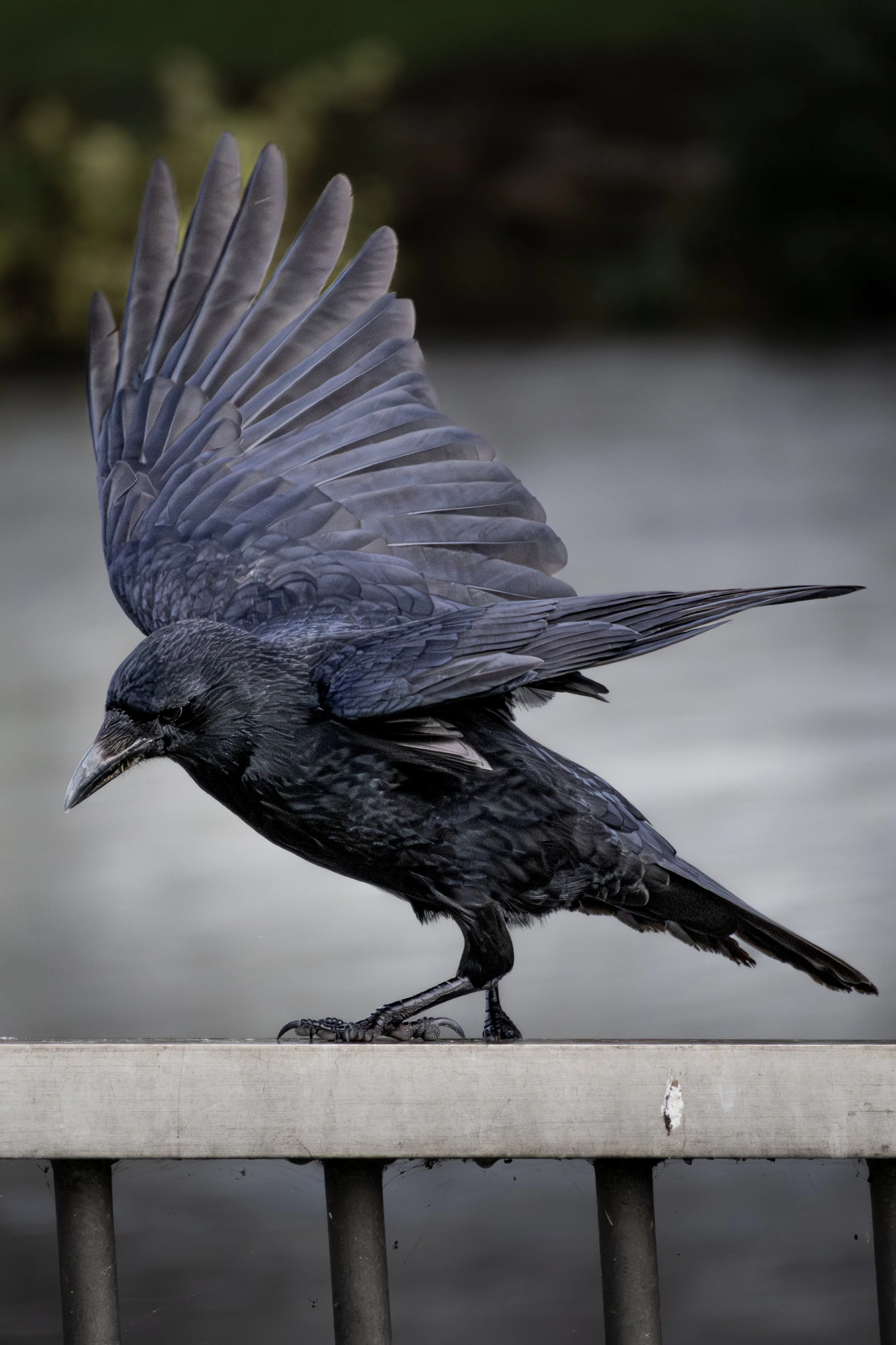 A black bird, possibly a crow or raven, perched on a metal railing with one wing partially extended, against a blurred background of water and greenery.