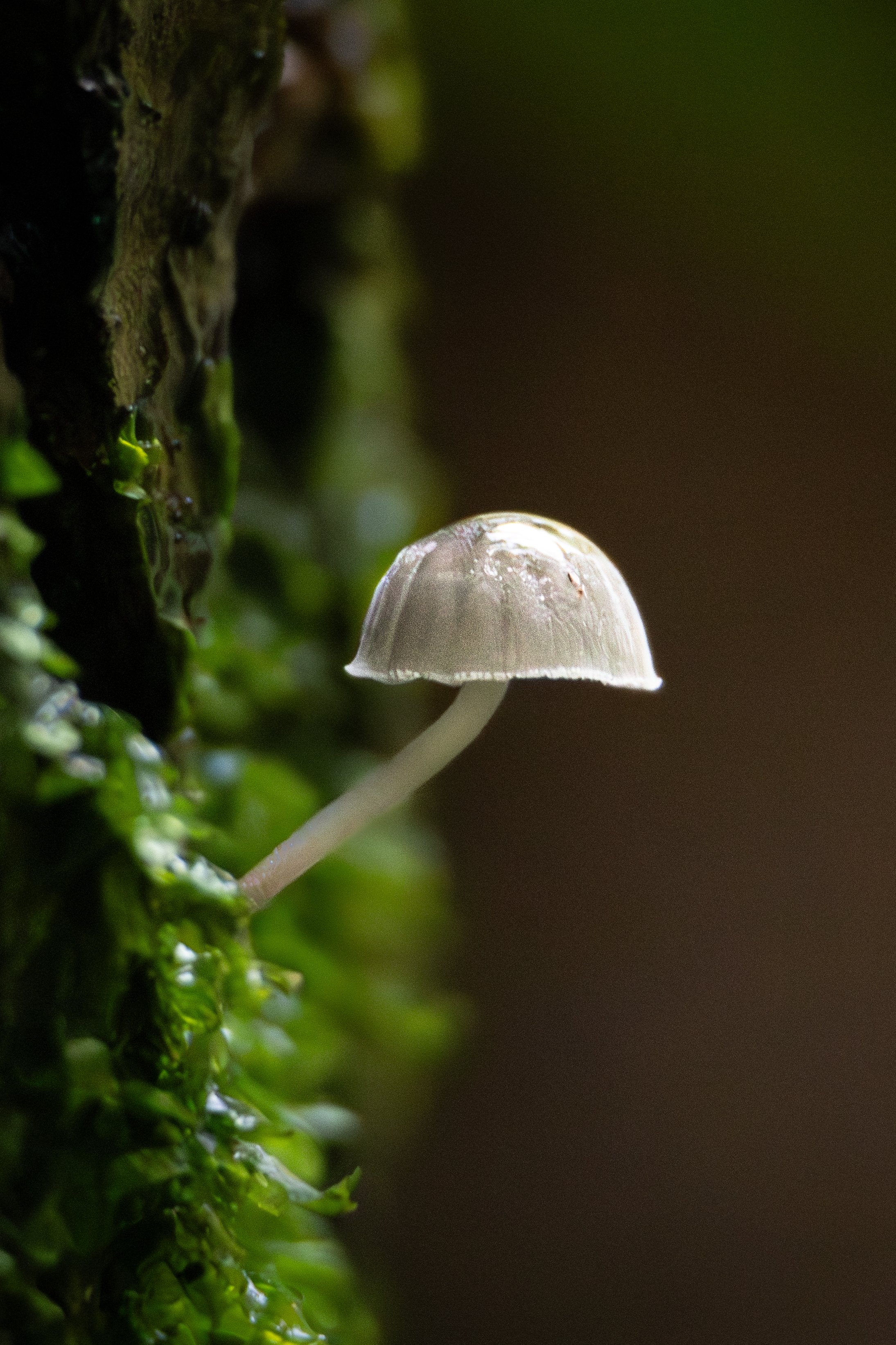 A small white mushroom growing on a mossy tree trunk in a forest environment.