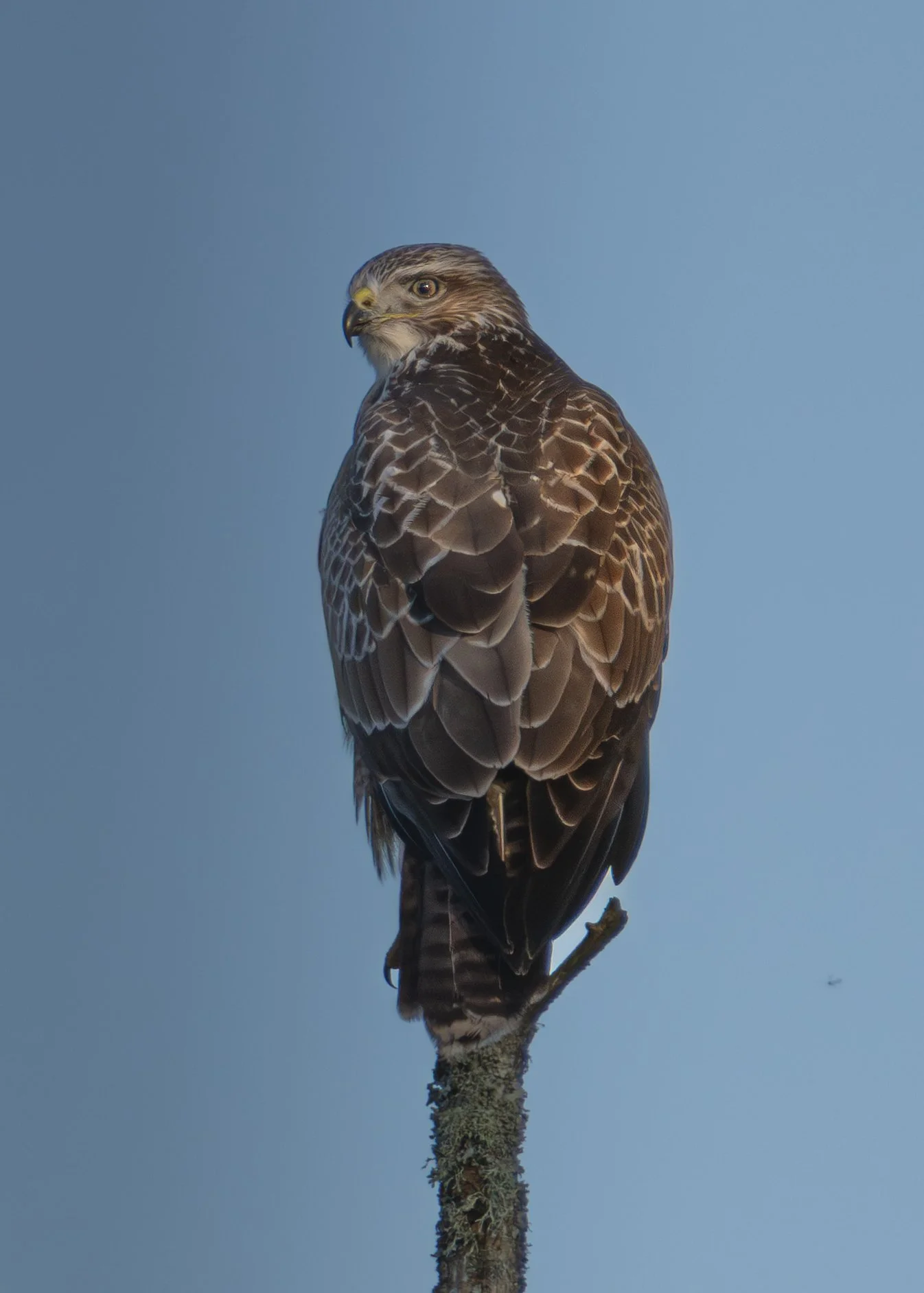A bird of prey, likely a hawk or falcon, perched on a branch against a blue sky, looking over its shoulder.