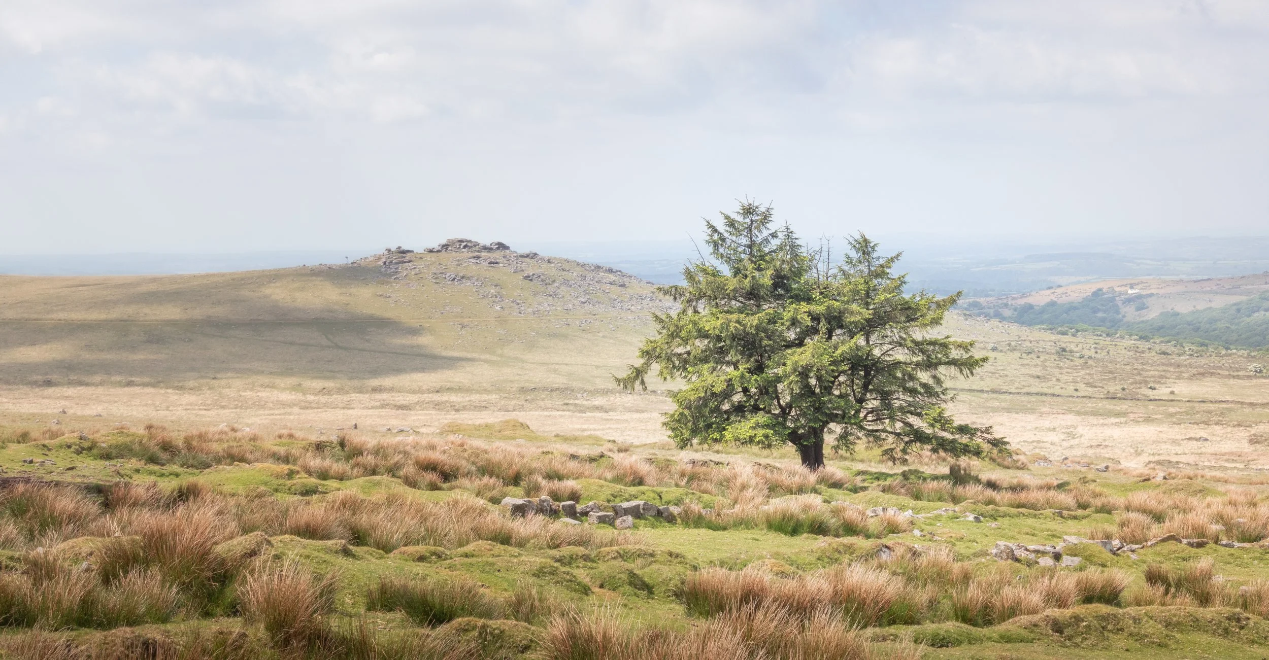 Open landscape with a single tree, grass, and rocky terrain under cloudy sky, distant hills in background.