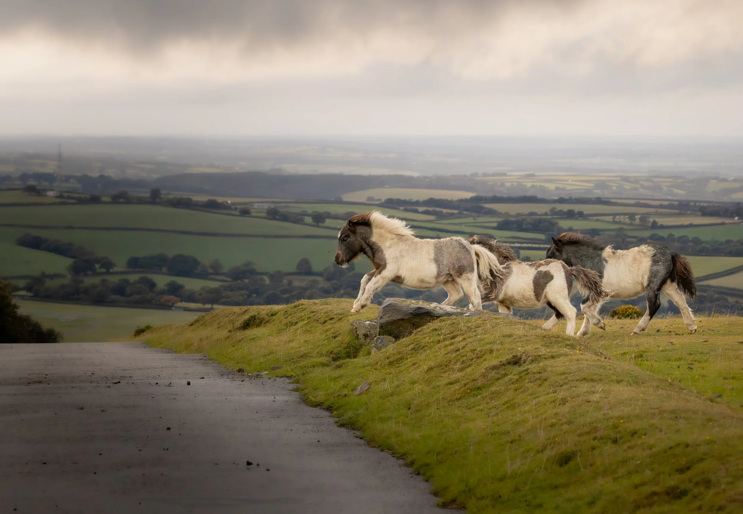 Group of little ponies running along a grassy hilltop with a rural landscape in the background under an overcast sky.