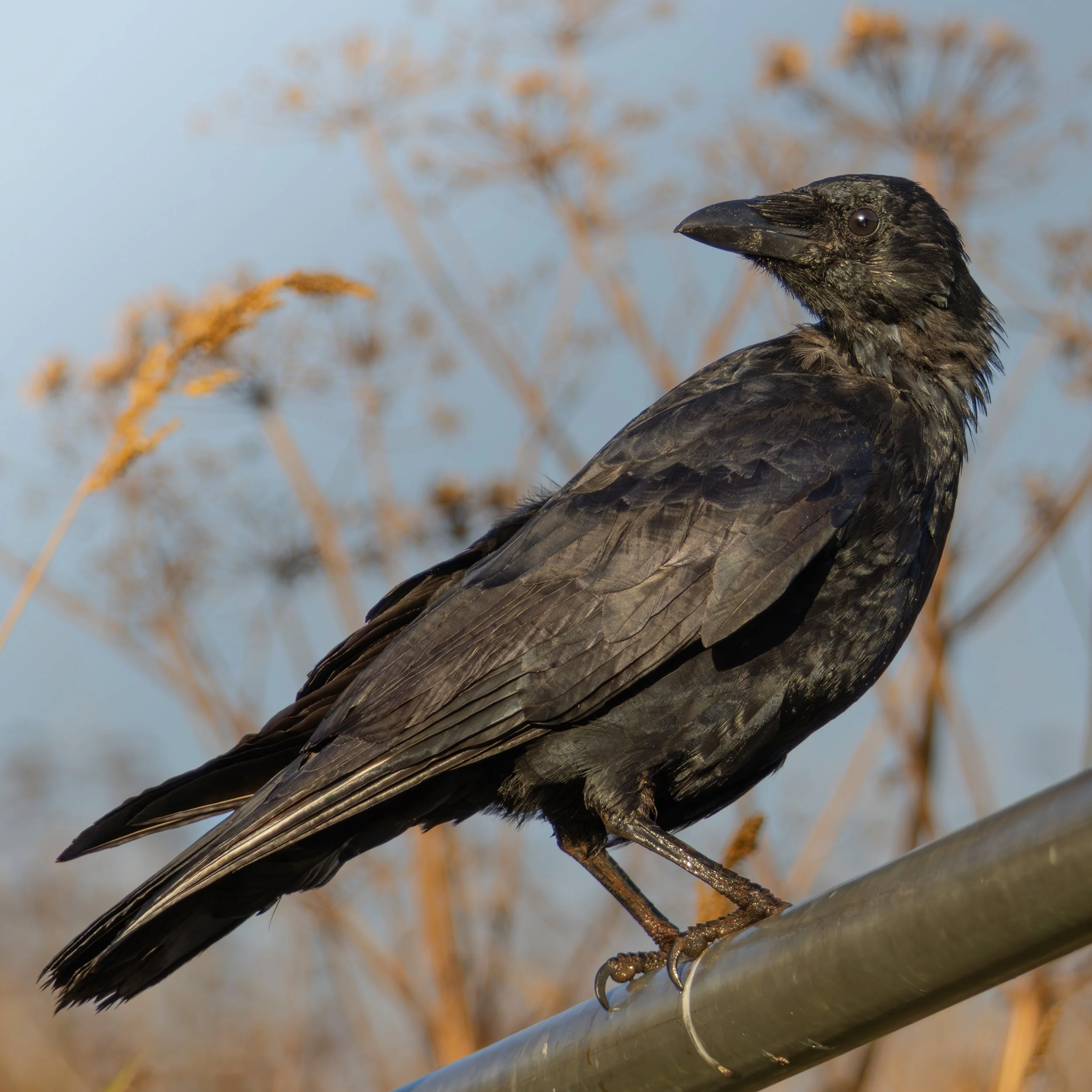A black bird with glossy feathers perched on a metal pipe, with a blurred background of dried plants and a blue sky.