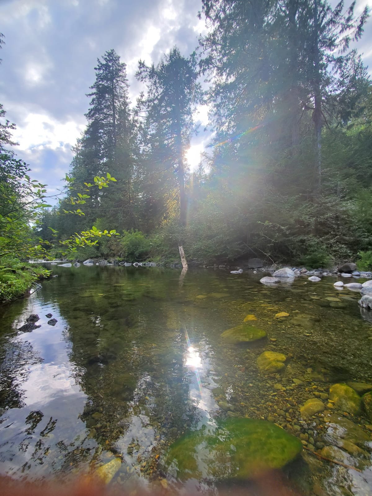 A serene forest scene with a clear, shallow river reflecting the surrounding greenery and trees, with sunlight peeking through the tall pine trees and some clouds in the sky.