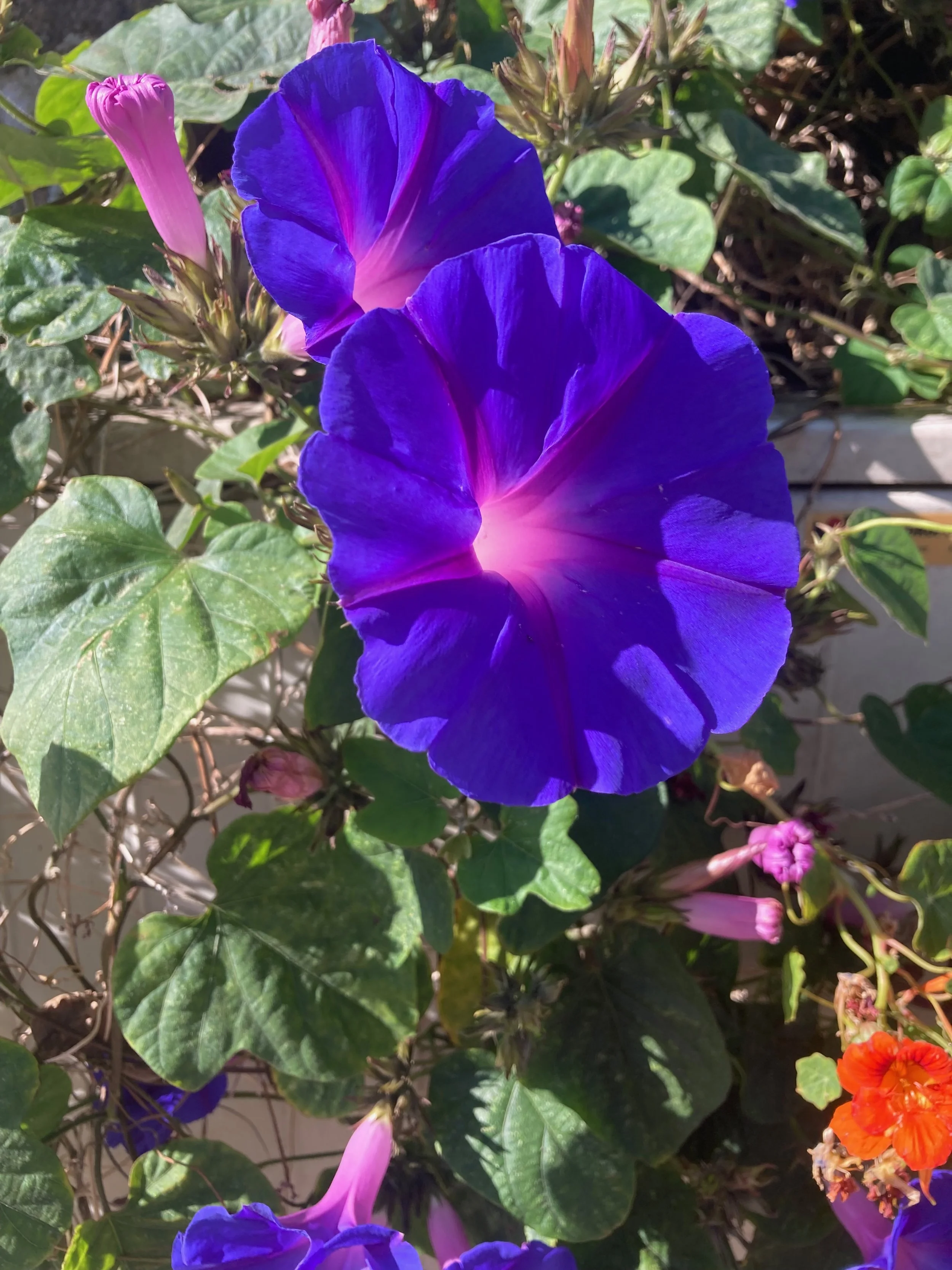 Close-up of vibrant blue and purple morning glory flowers with green leaves and pink buds.