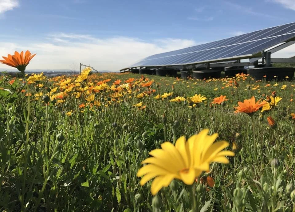 Site Selection & Constraints Analysis