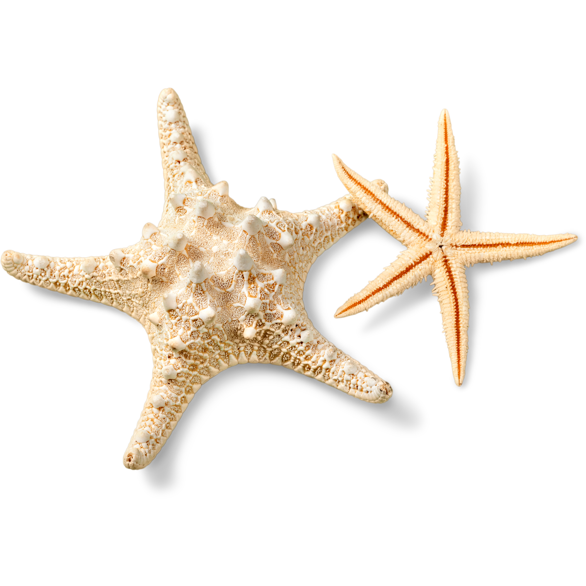 La Shack NYC shell sticker.