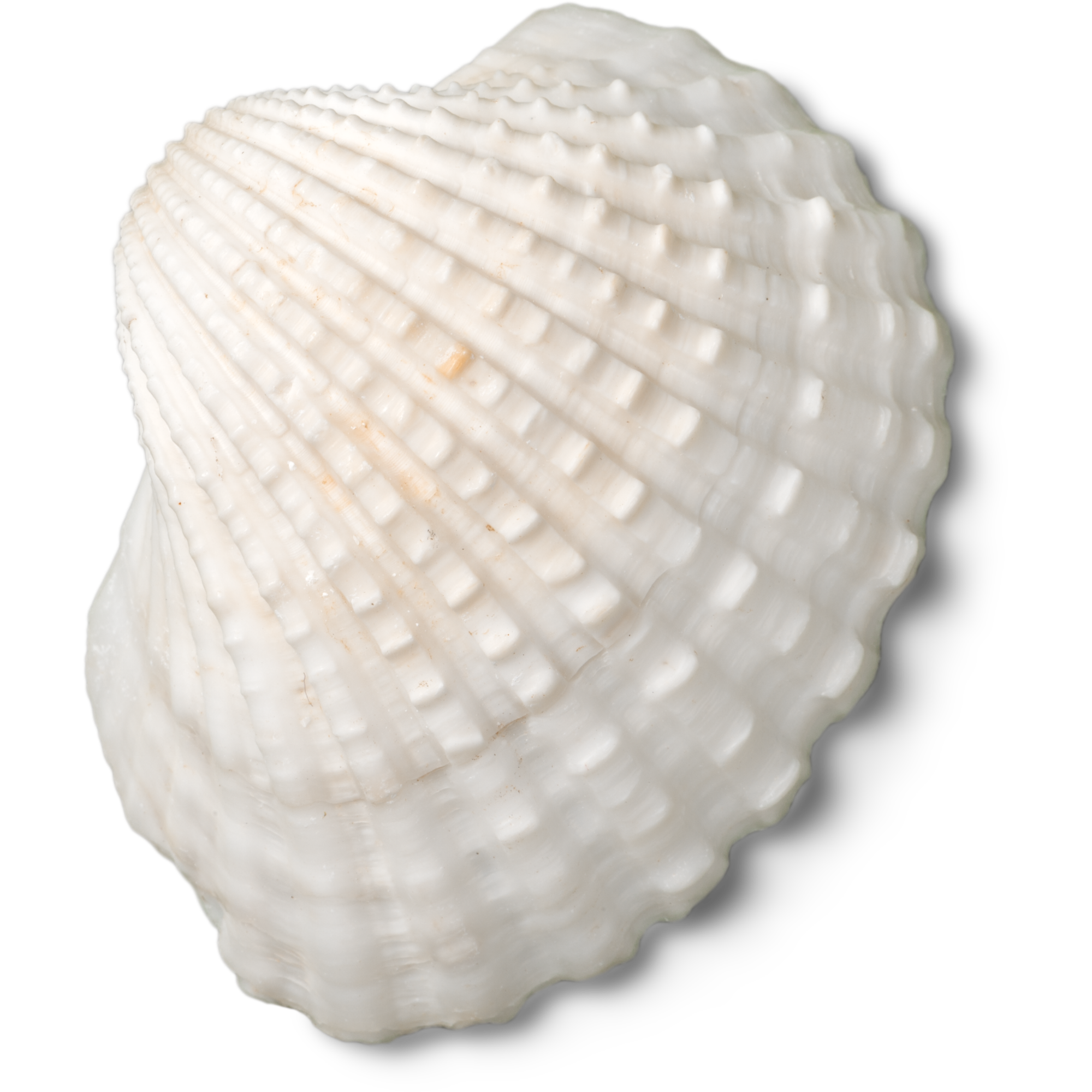 La Shack NYC shell sticker.