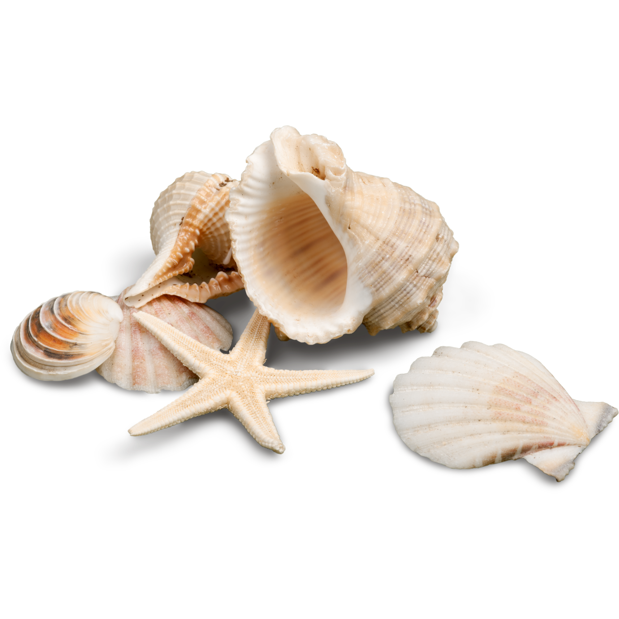 La Shack NYC shell sticker.