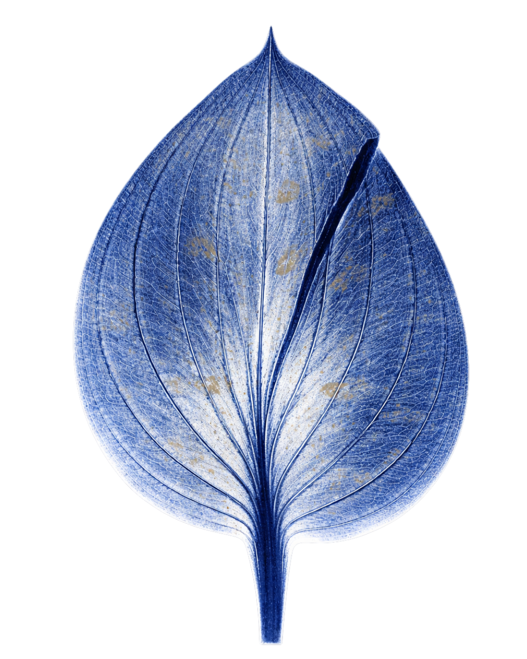 Close-up of a blue and metallic leaf with visible veins, on a black background.