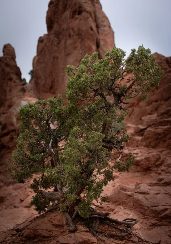 A small green shrub growing amidst red rocky terrain with towering red rock formations in the background.