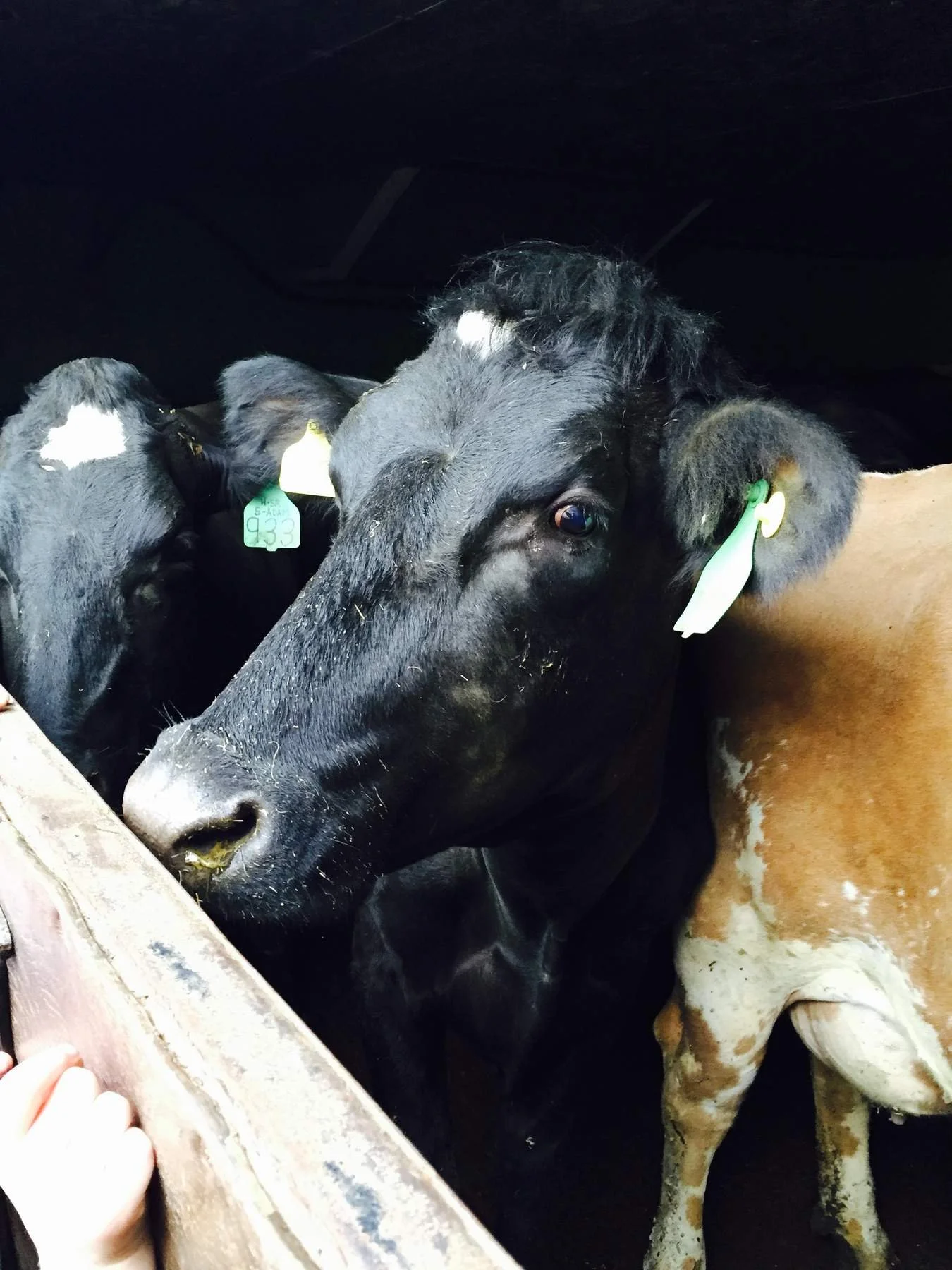 Cattle with ear tags at a feed trough.