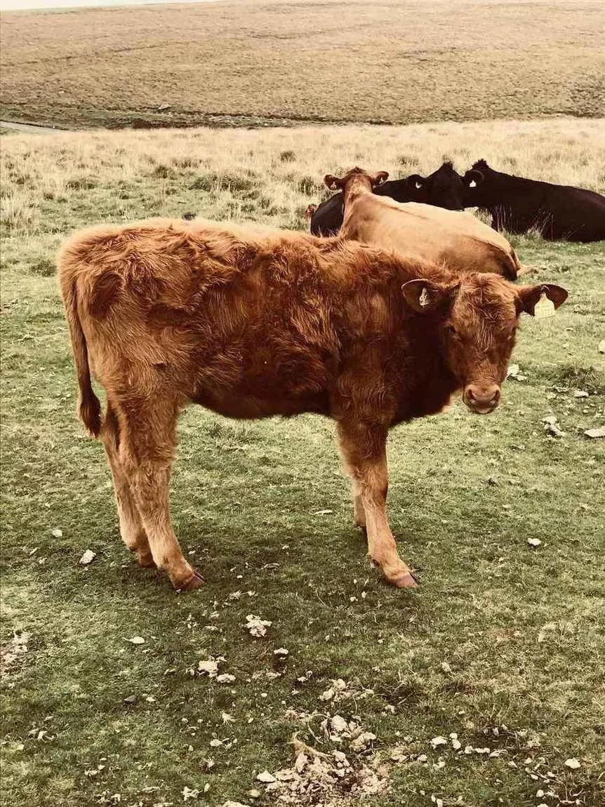 Grass-fed cattle grazing on open pasture.