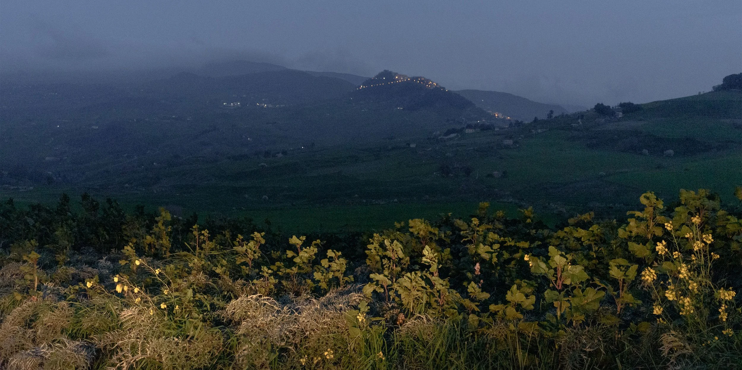 Dalle ceneri all'abbandono, la difficile gestione degli incendi in Sicilia