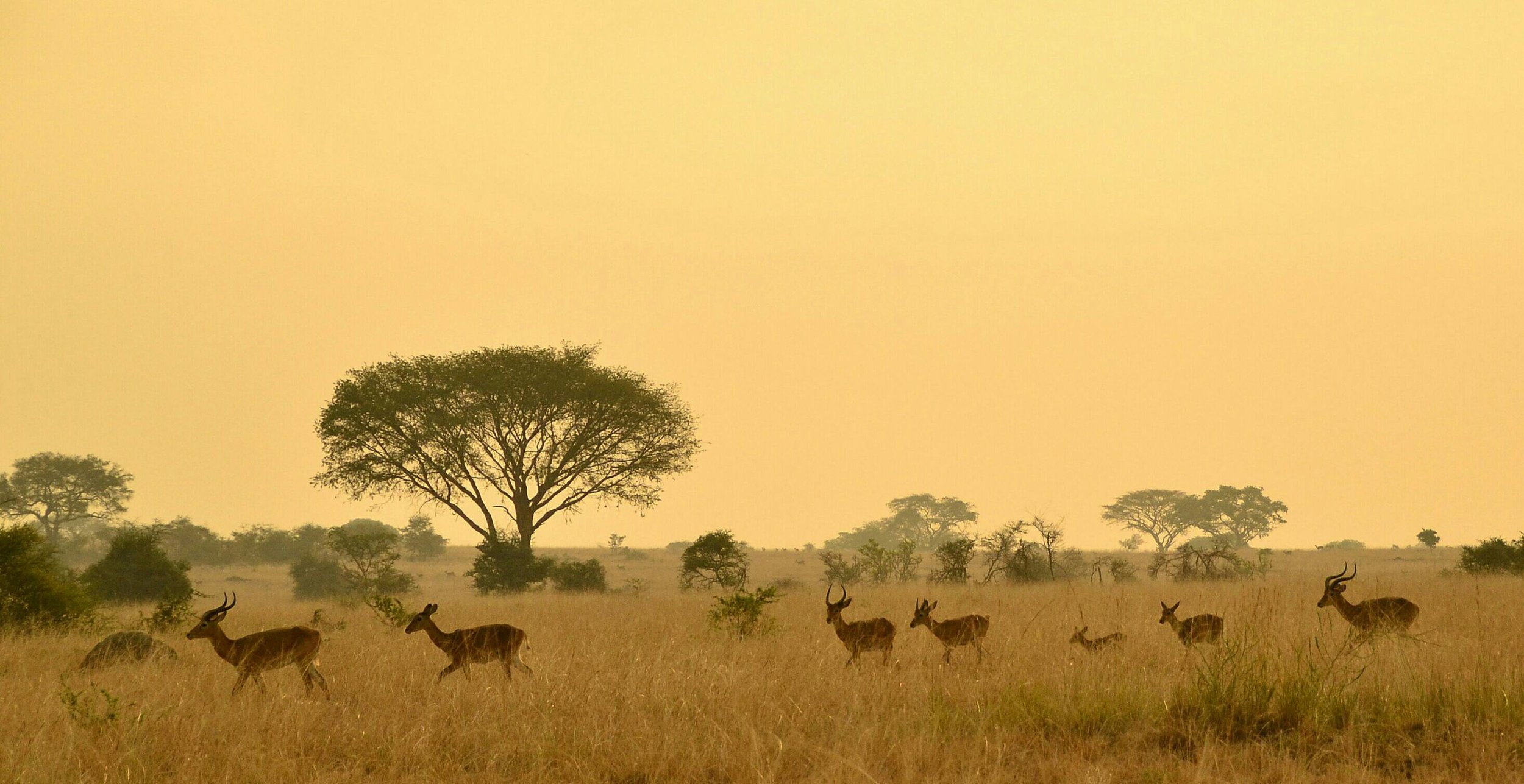 Paisaje de sabana africana con árboles dispersos y doce antílopes caminando por la hierba alta, al atardecer con cielo amarillo.