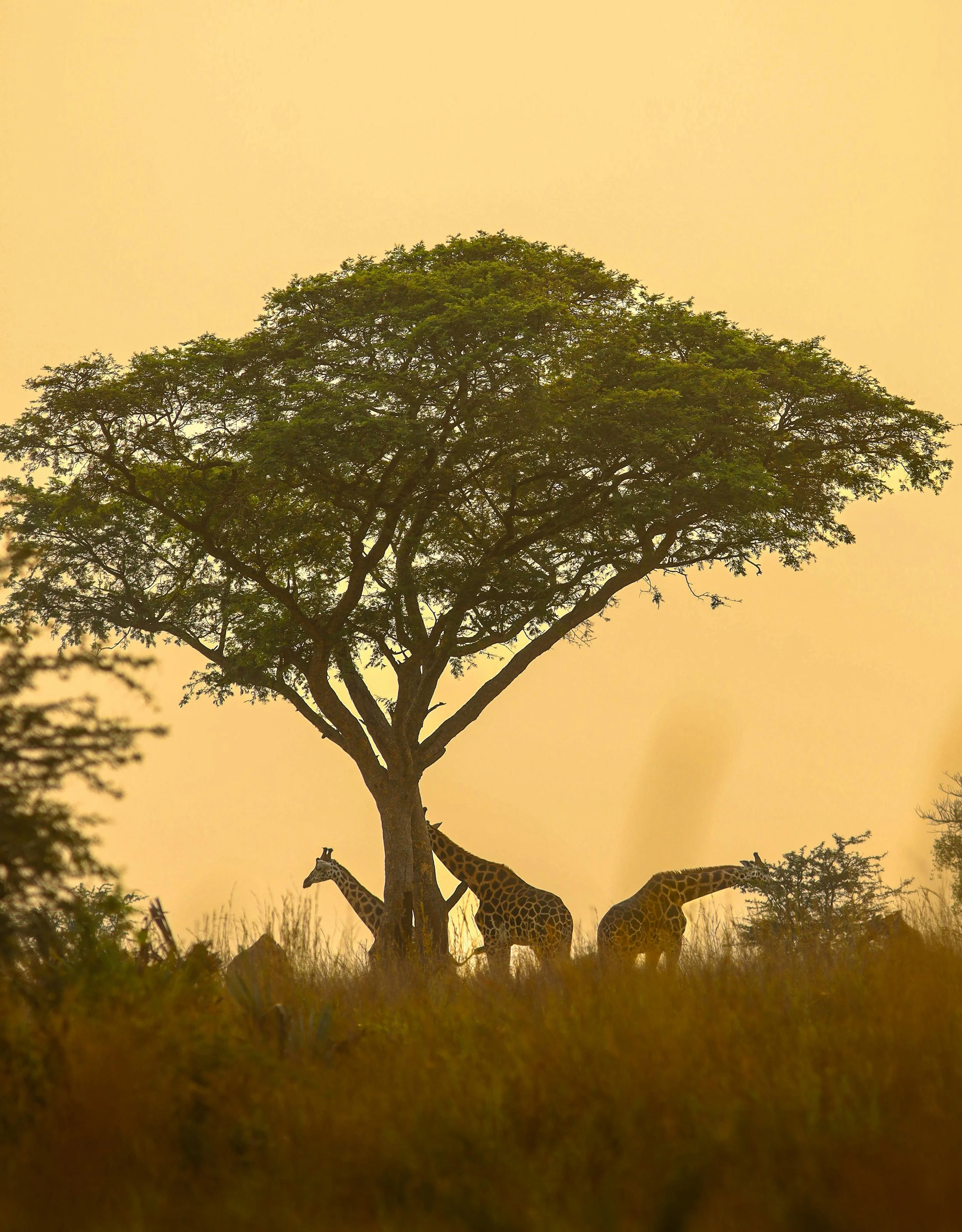 Árbol grande en la sabana africana con jirafas comiendo hojas en la copa del árbol, en un atardecer o amanecer con cielo de tonos anaranjados.