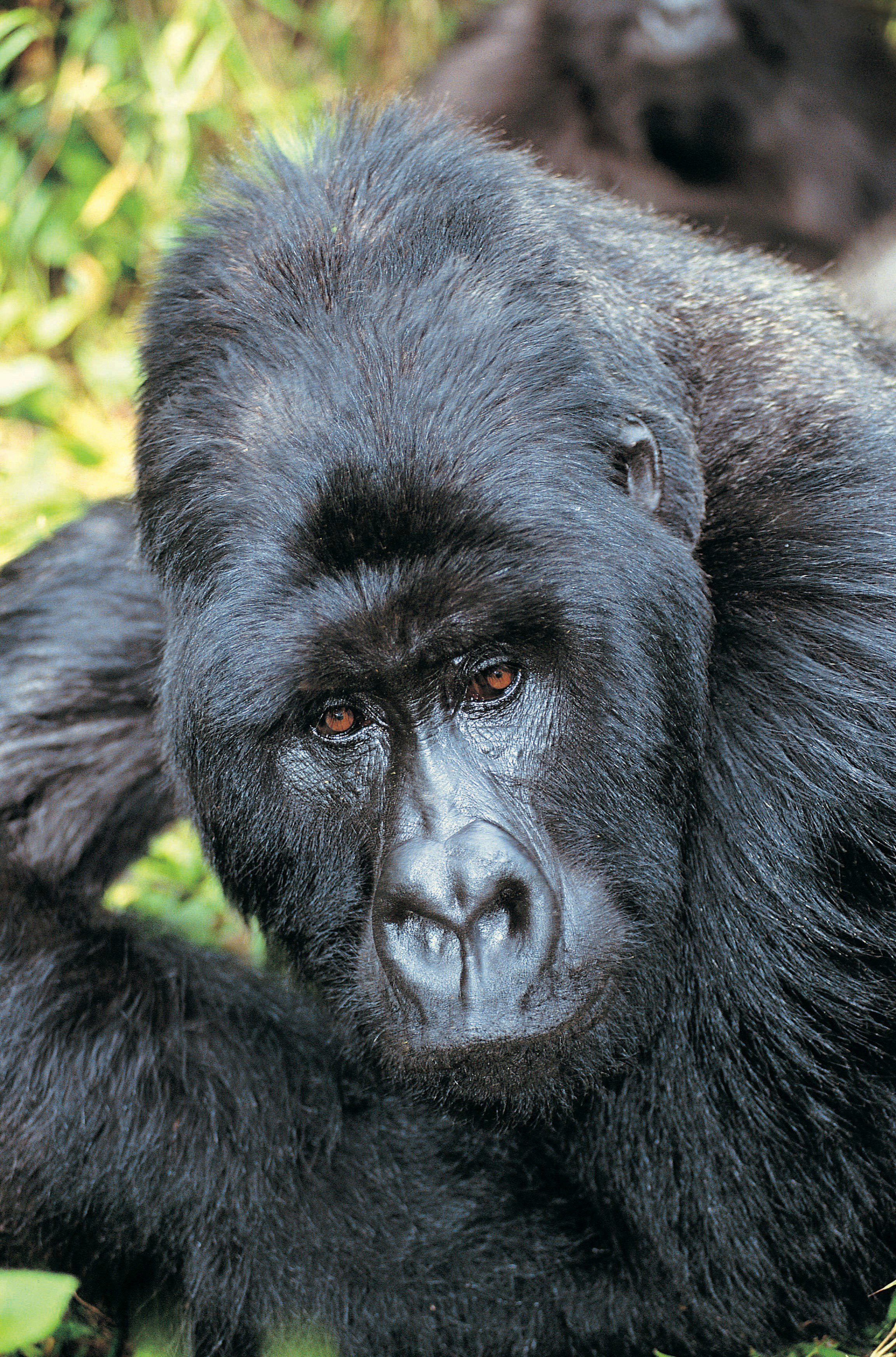 Trekking de gorilas en Uganda: la primera vez que tuve un gorila a menos de un metro