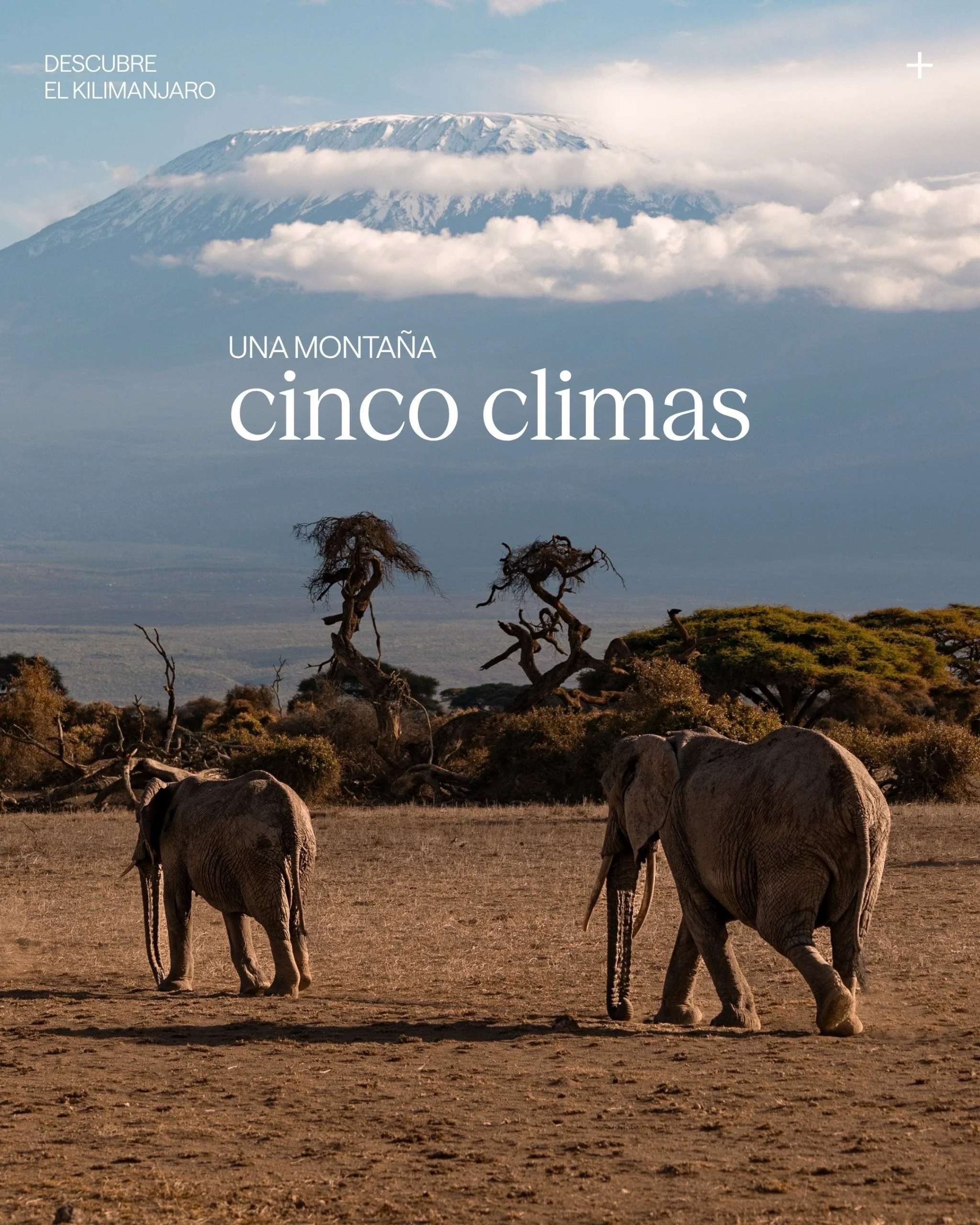 Cinco climas, un solo motivo: que vuelvas a sorprenderte por primera vez.

#Tenua #ViajesDeLujo #&Aacute;fricaOriental #Kilimanjaro
