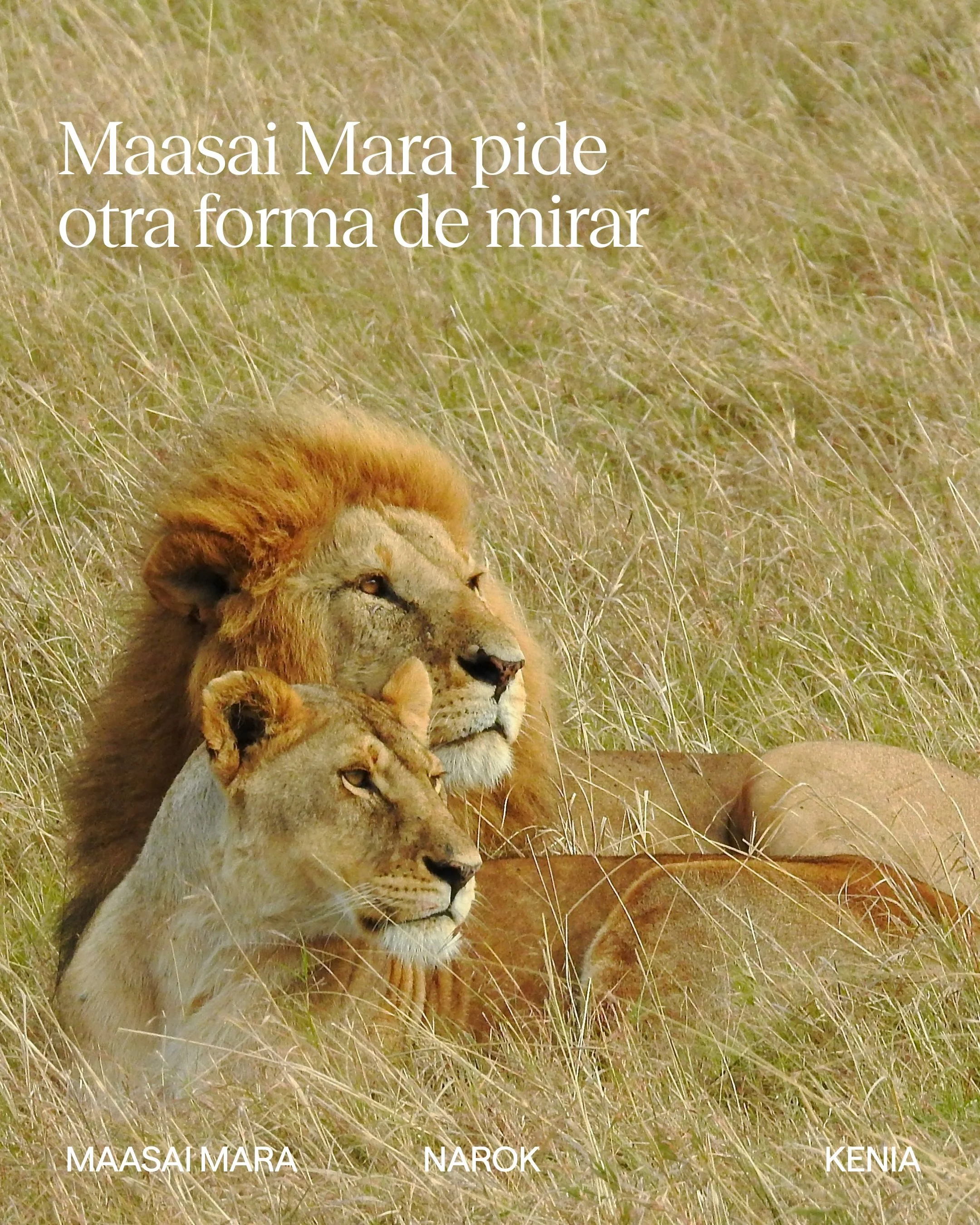 Una de las cosas que m&aacute;s nos gusta del Maasai Mara es que te obliga a cambiar el ritmo. Vemos en nuestros viajeros que al principio quieren verlo todo: avanzar, buscar, encontrar. Leones, elefantes, guepardos, la gran migraci&oacute;n si tiene