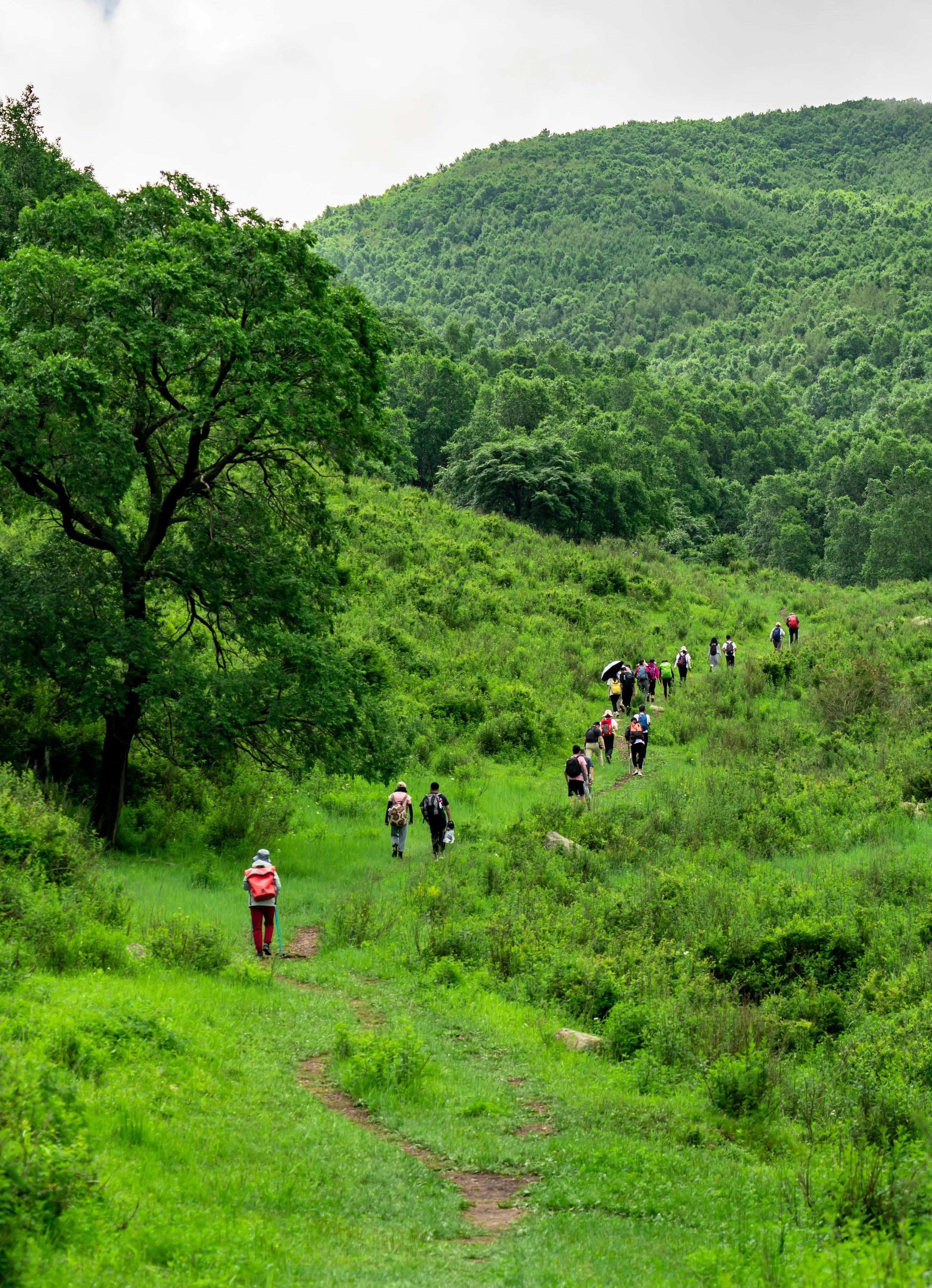 Grupo de personas haciendo senderismo en un camino rodeado de naturaleza y vegetación verde, con colinas cubiertas de árboles.