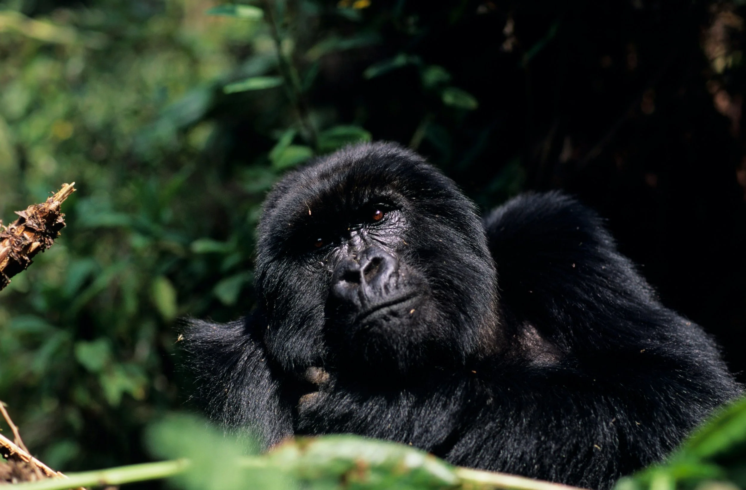 Un gorila negro descansando en la selva rodeado de vegetación verde.