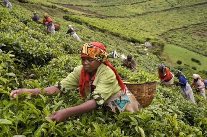 Mujeres cosechando té en una plantación en terrenos montañosos