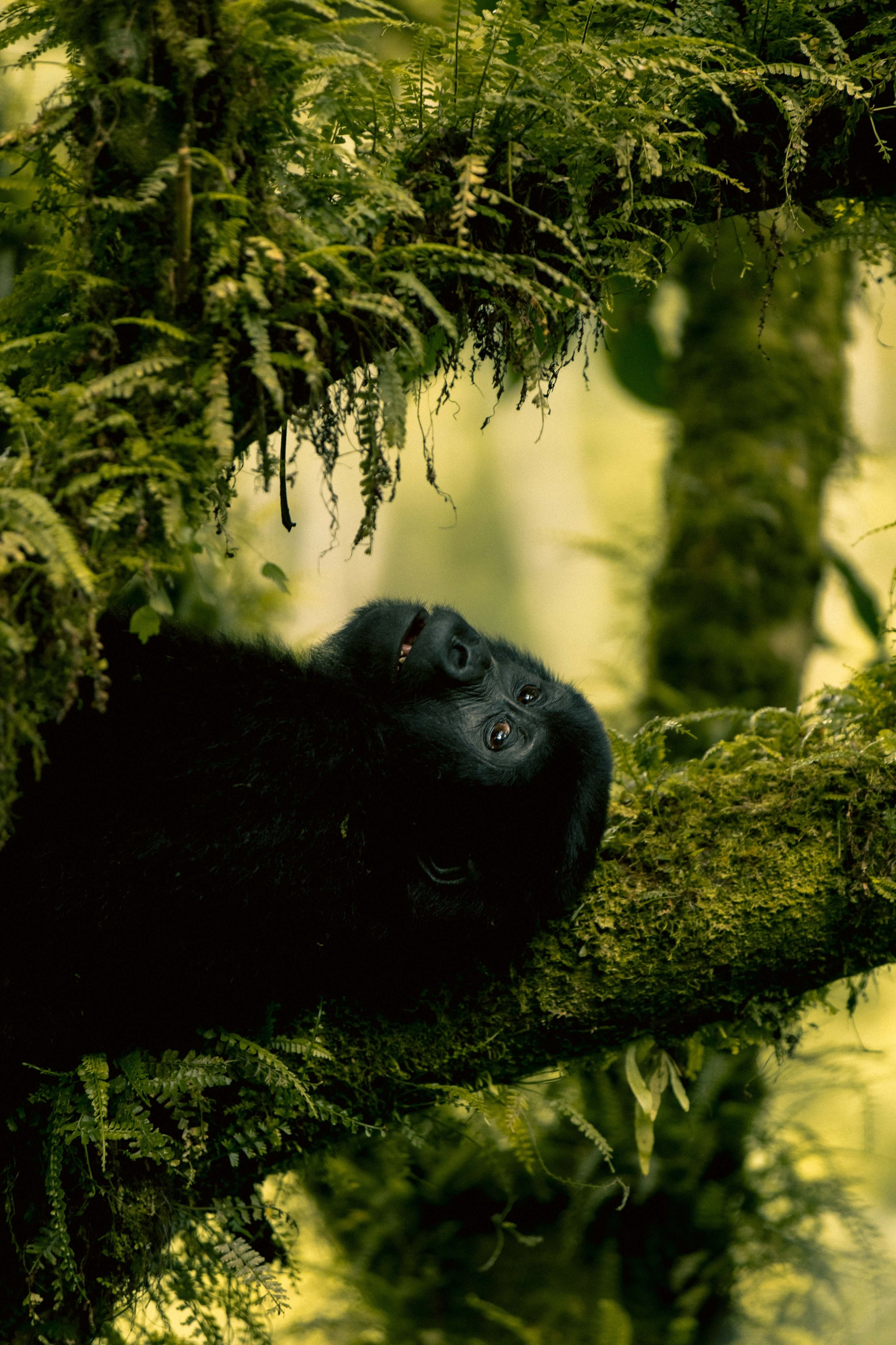 Un gorila joven acostado en un árbol cubierto de musgo y helechos en la selva, con expresión tranquila en su rostro.