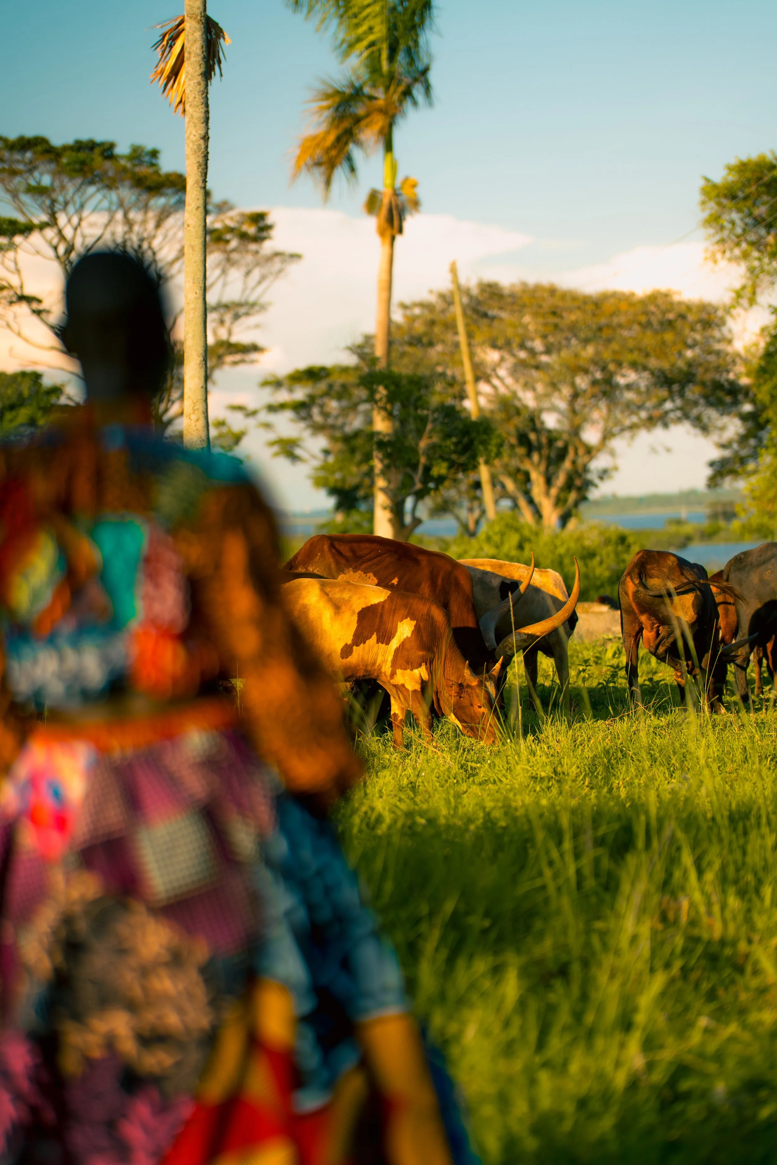 Persona indígena con ropa colorida en un campo con ganado vacuno y árboles, al atardecer.