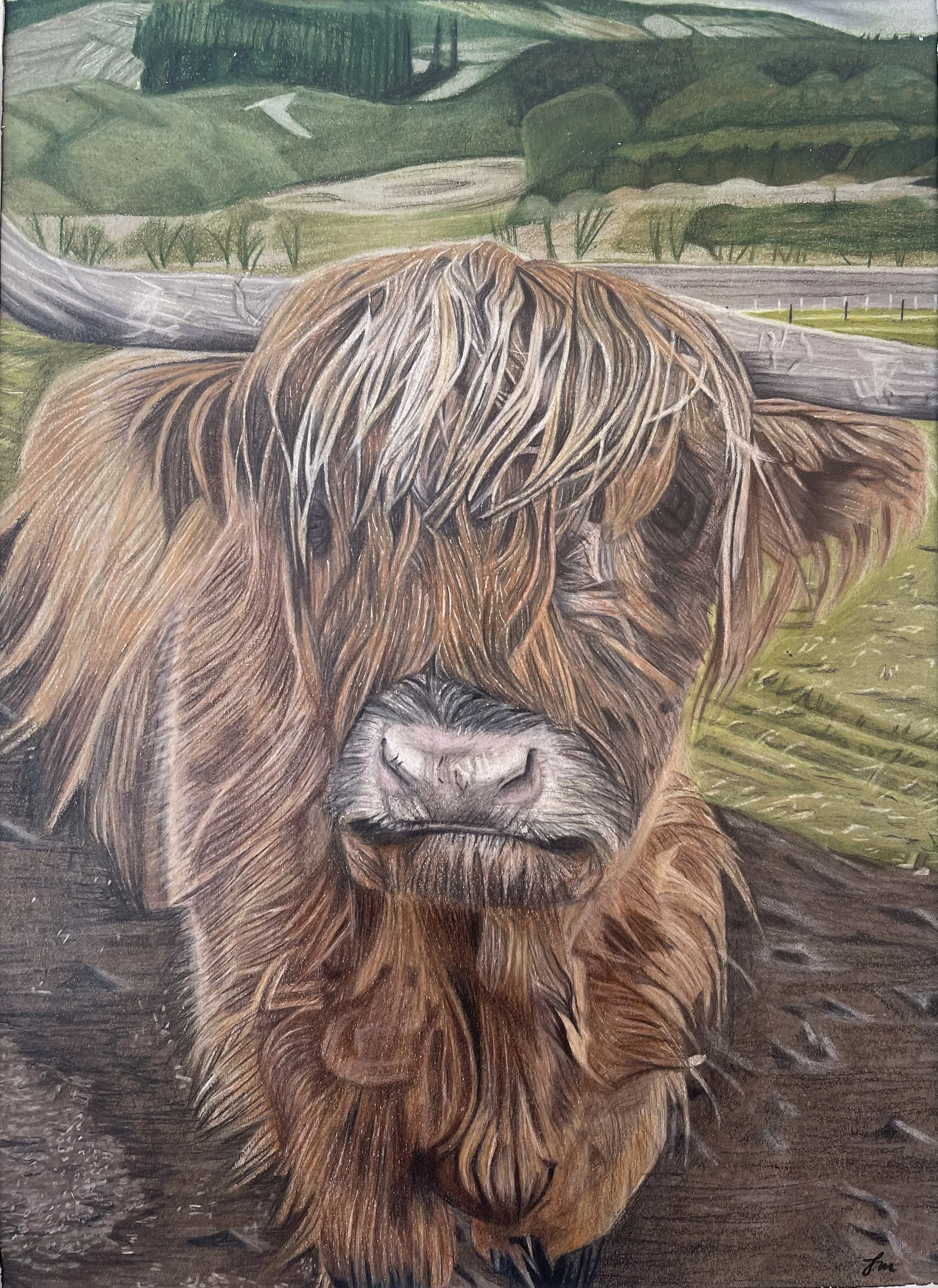 Bò Ghàidhealach (Highland Cow) - A4 Print