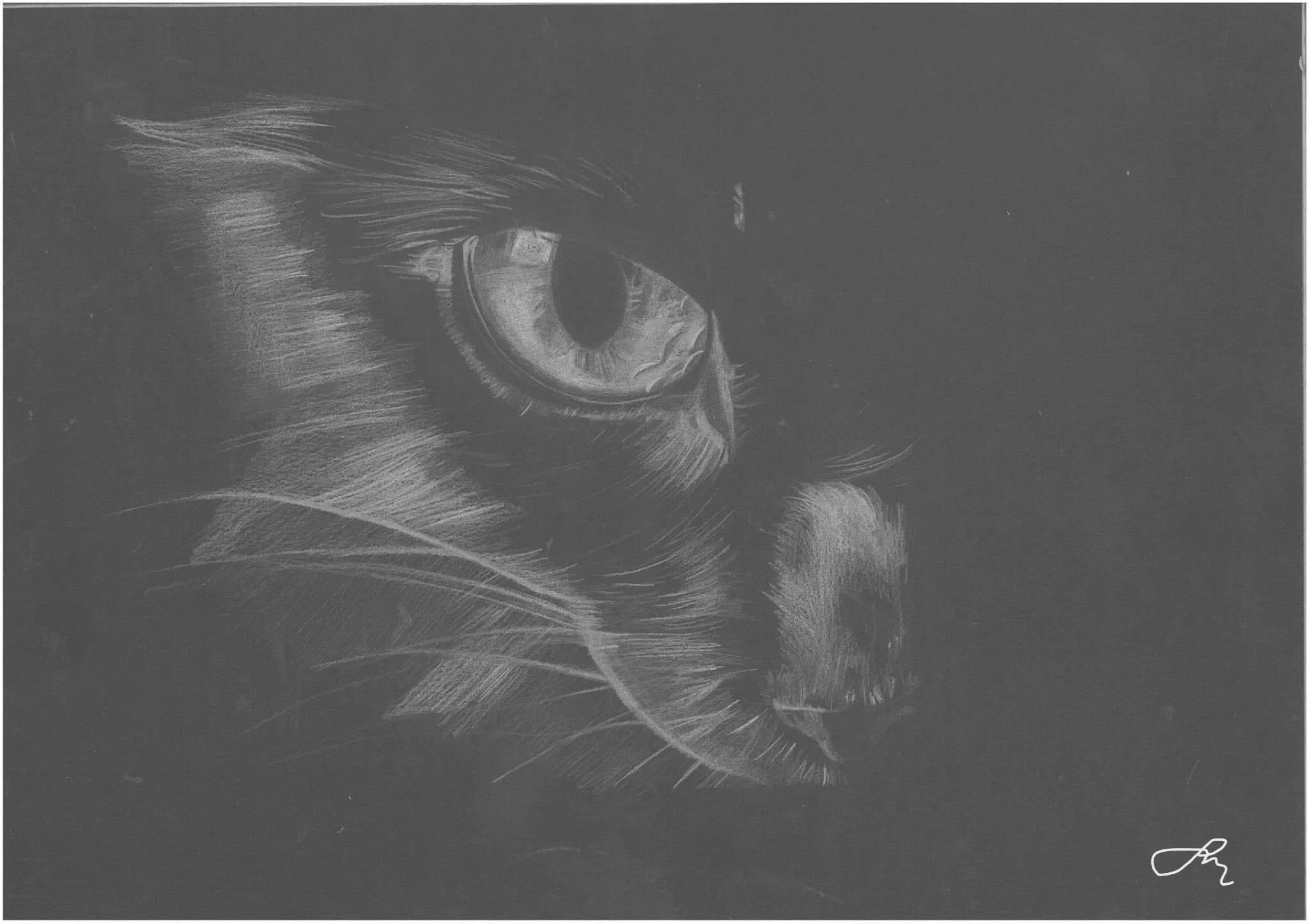 Black Cat - A4 Print