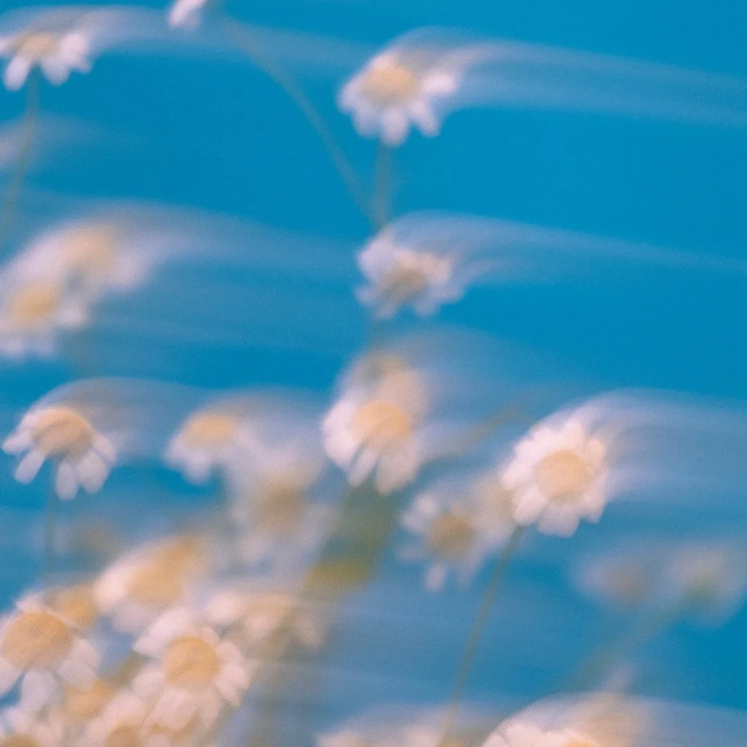 Blurred image of white daisies against a blue sky background.