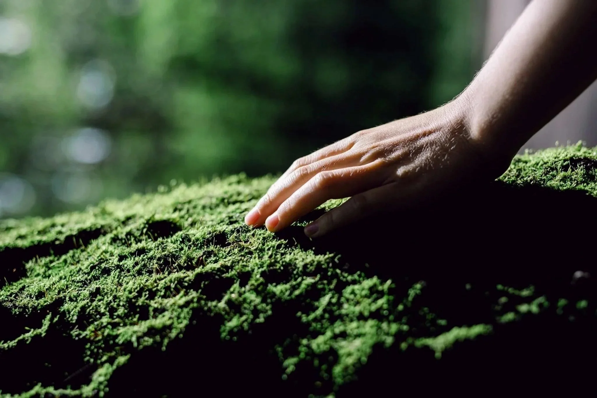 A person's hand gently touching green moss on a log or surface in a natural environment.