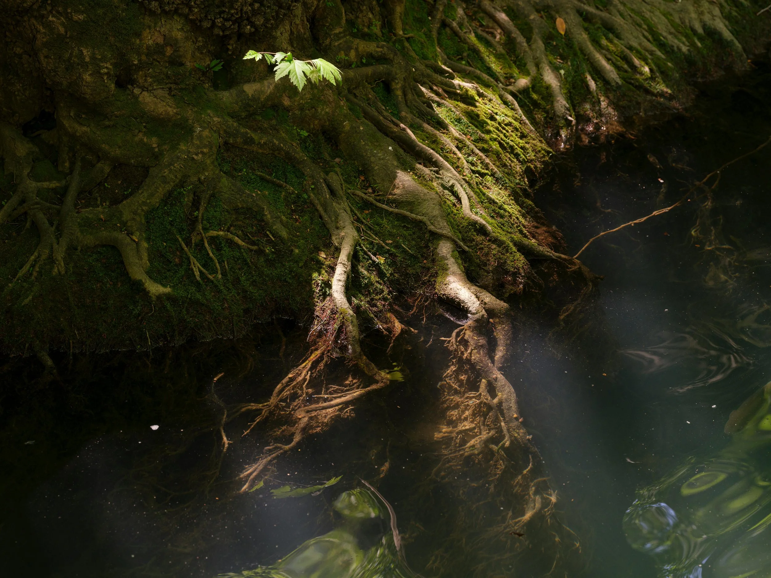 Close-up of moss-covered tree roots along the edge of a dark, reflective water body in a forest.