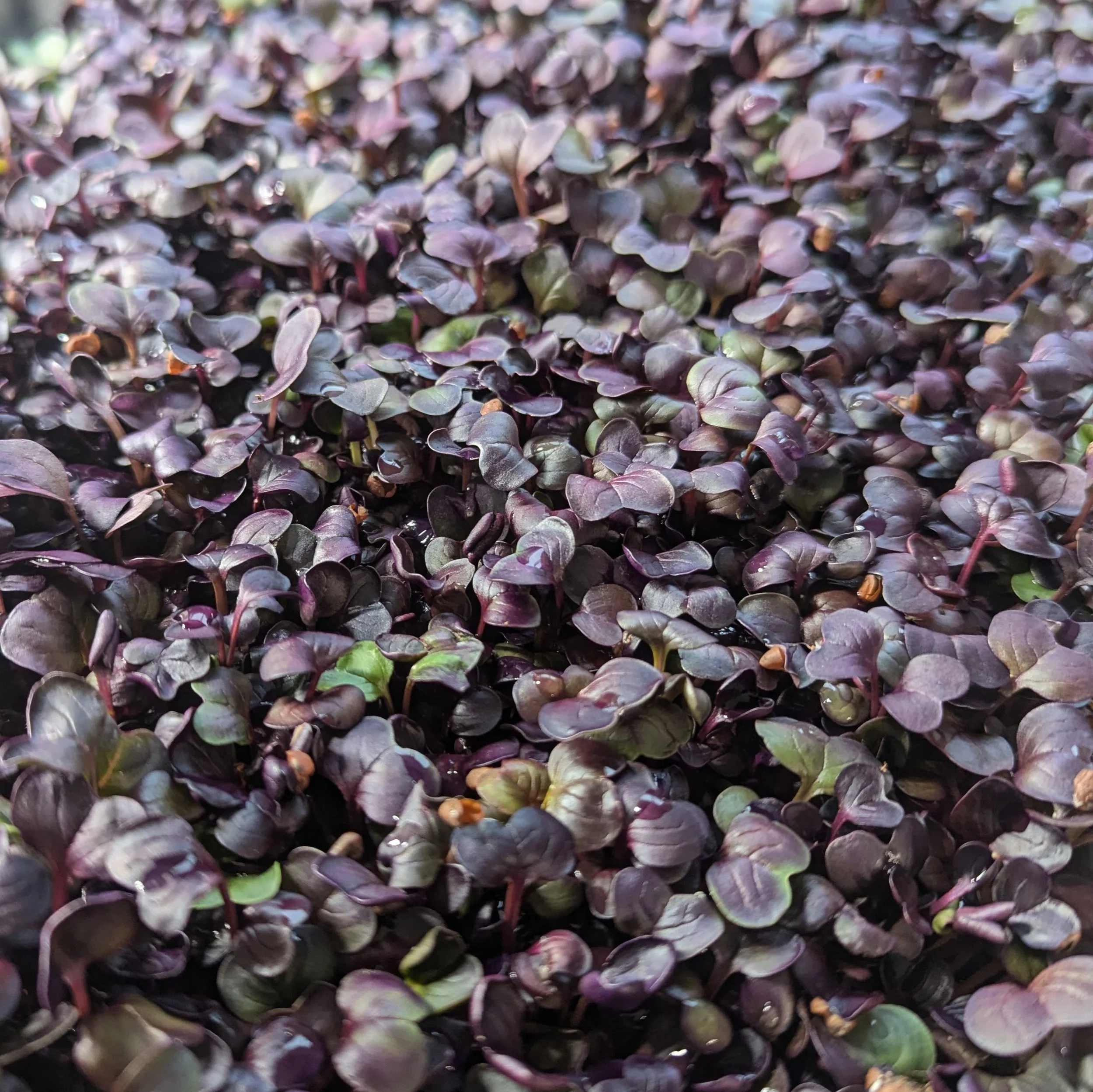 Radish closeup 2.jpg