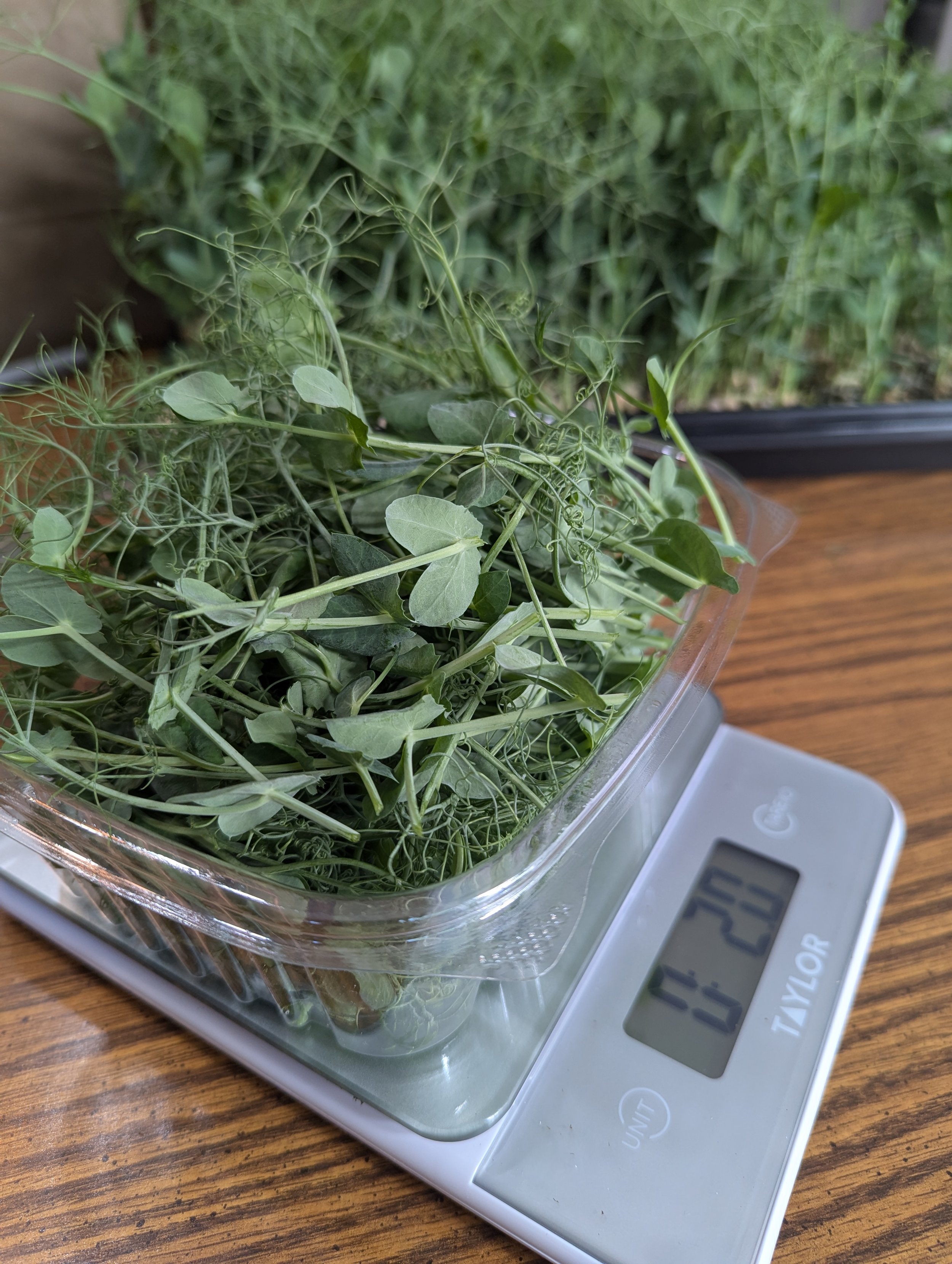 Pea Shoots 2oz.jpg