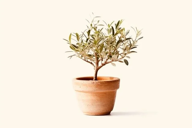 A young olive tree in a small terracotta pot, on a plain neutral background.