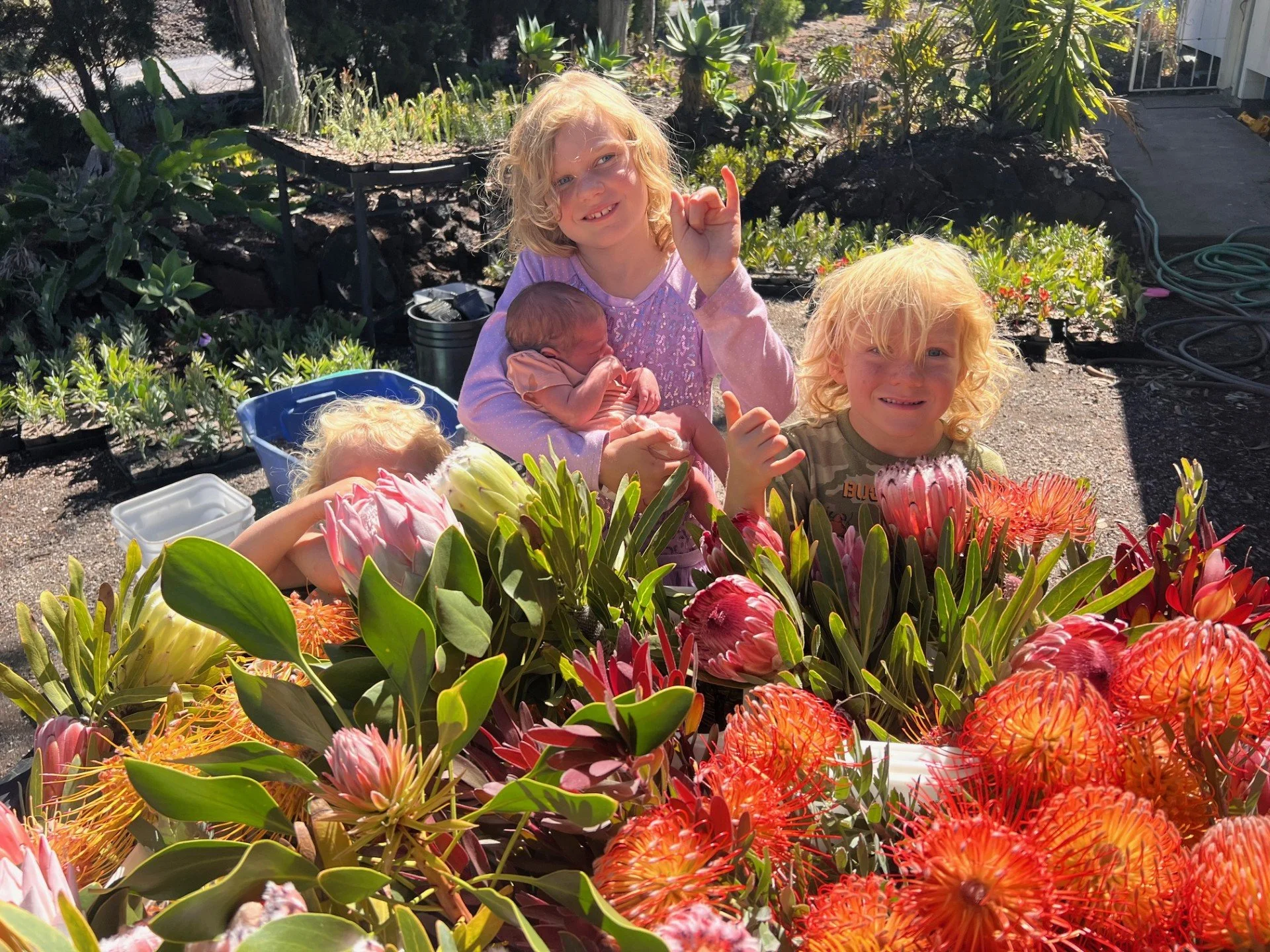 Protea flower farm on the Big Island Hawaii
