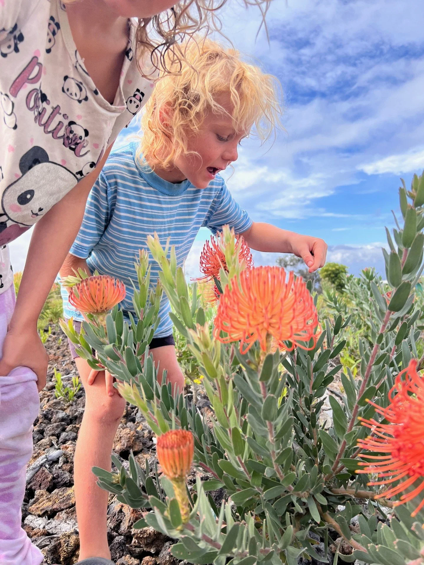 Protea flower farm on the Big Island Hawaii