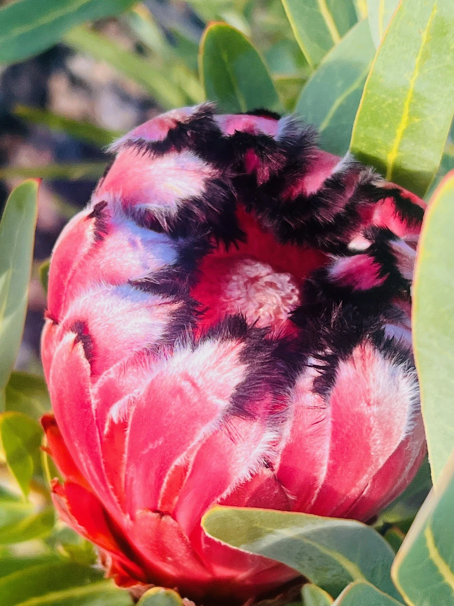 Protea flower farm on the Big Island Hawaii