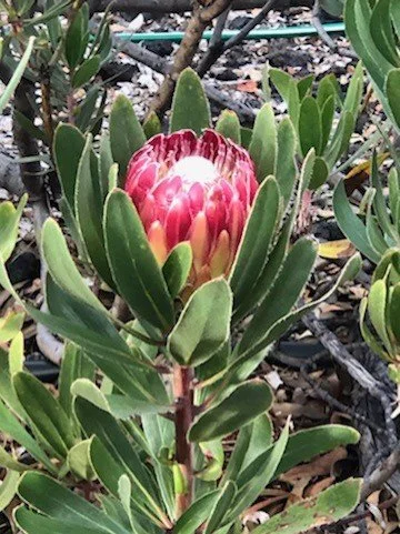 Big Island Hawaii protea farm tour