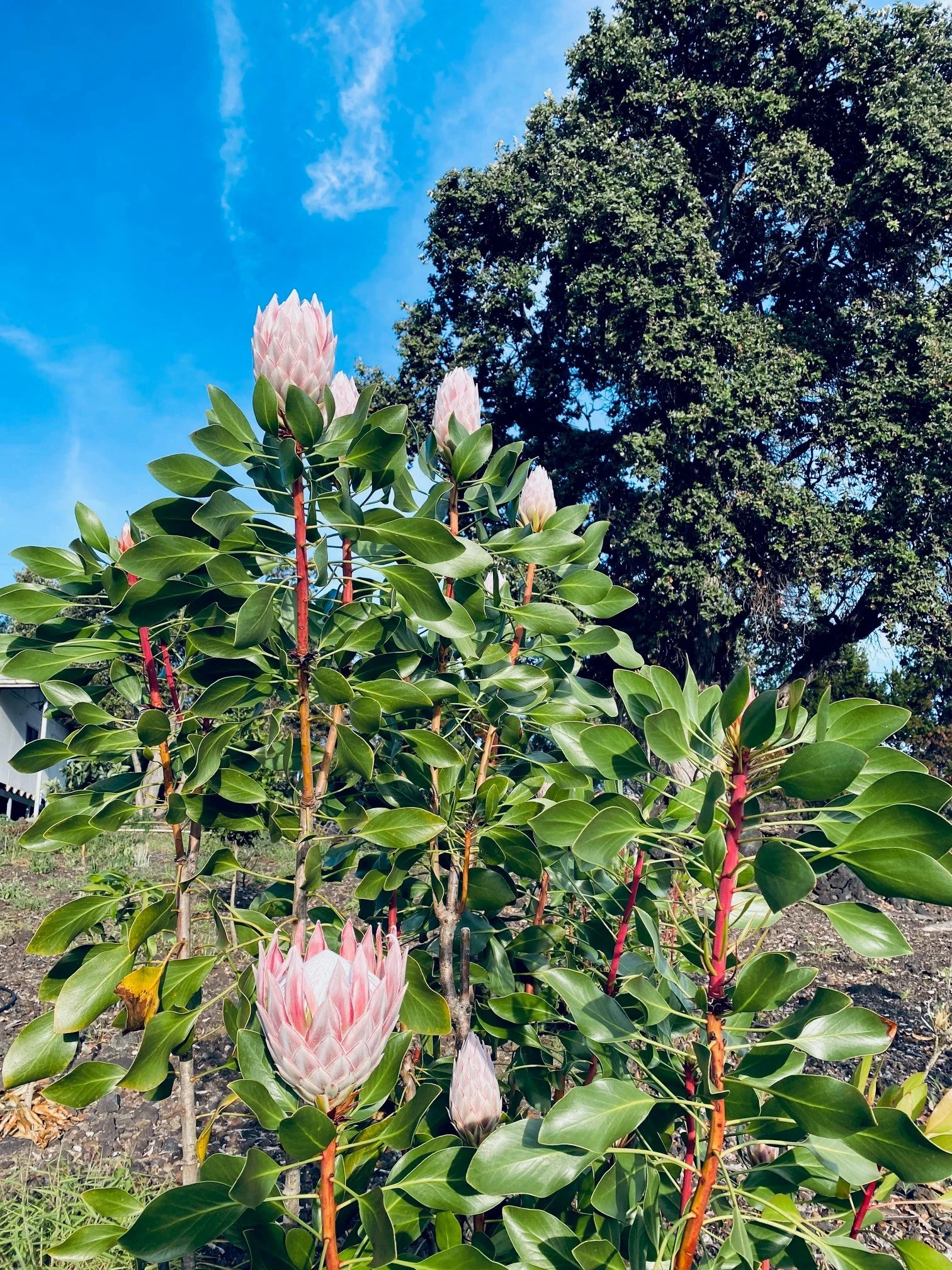 protea 9.jpg