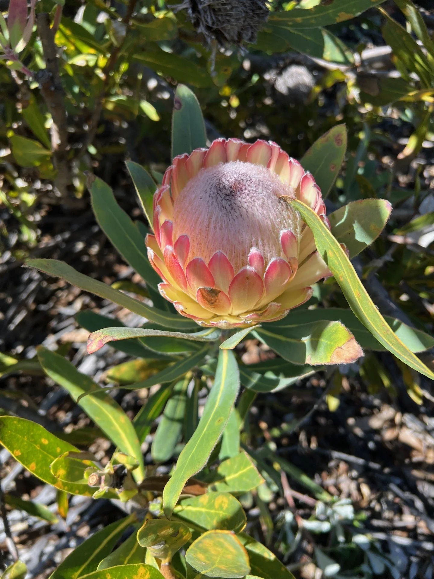 Big Island Hawaii protea farm tour