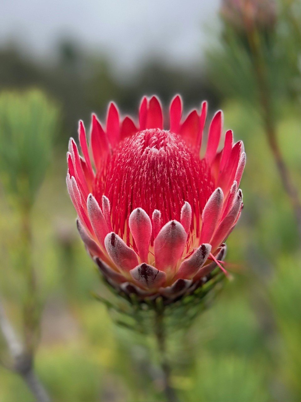 Big Island Hawaii protea farm tour
